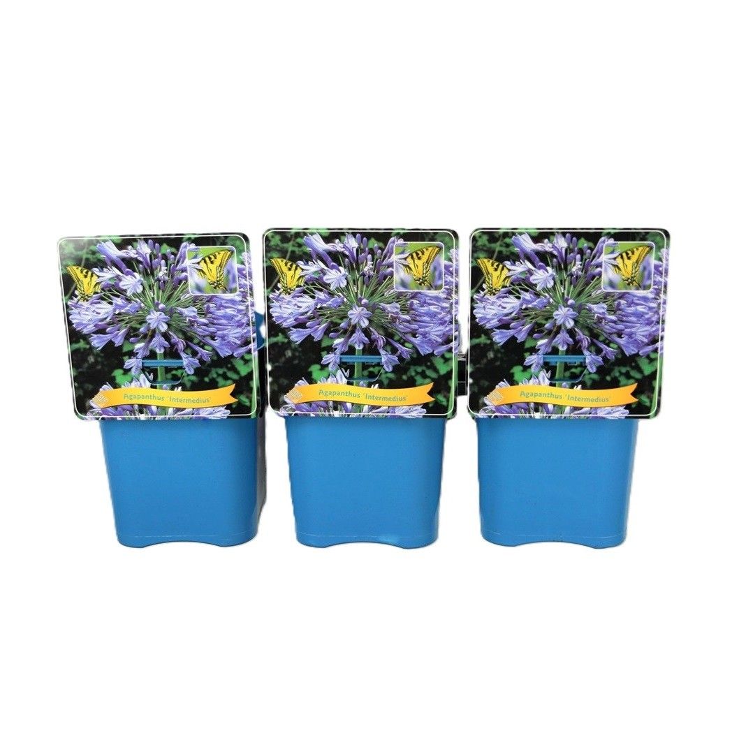 Agapanthus 'Intermedius' C5, D 21