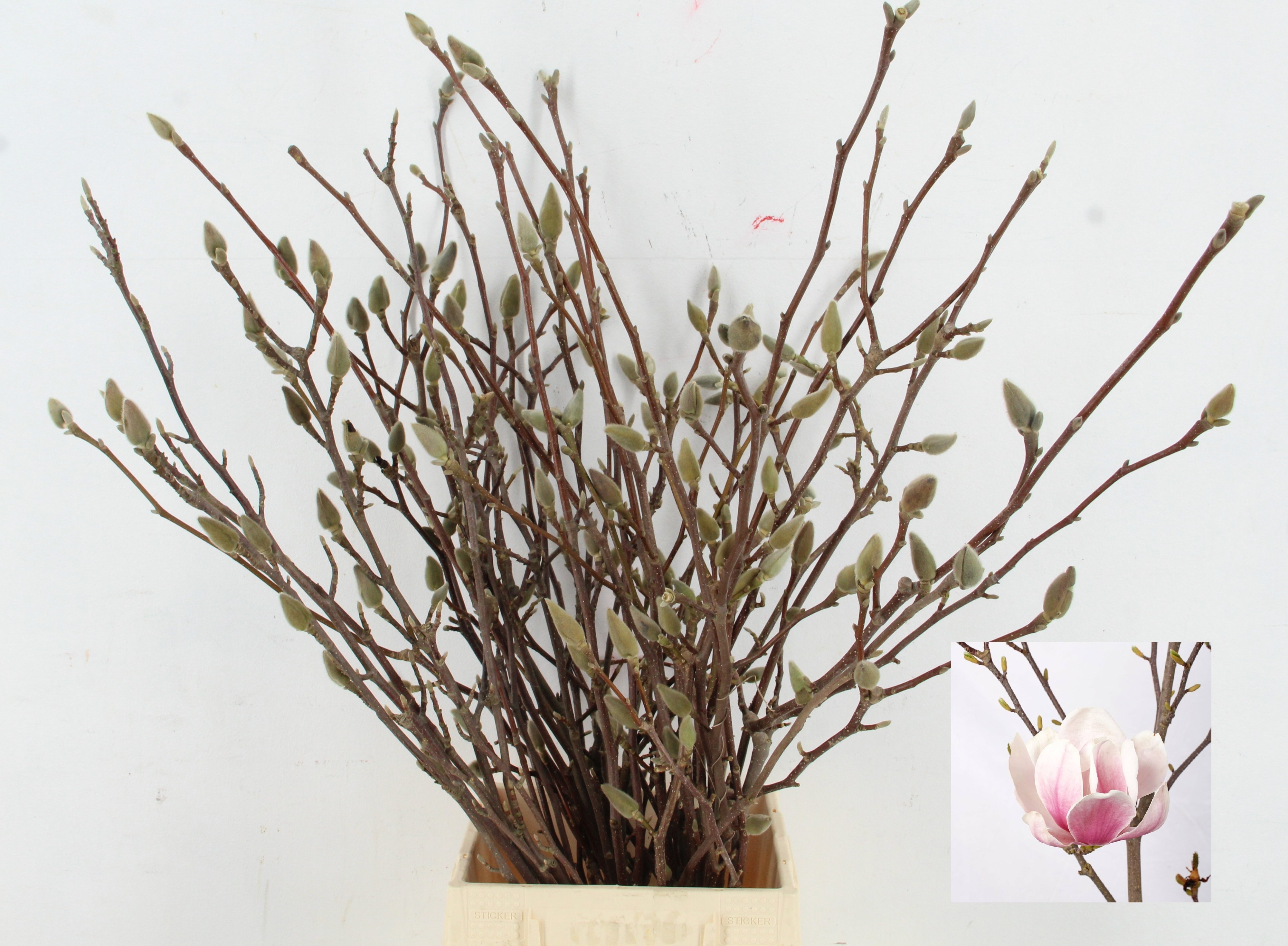 Магнолия Грандифлора 60, шт.