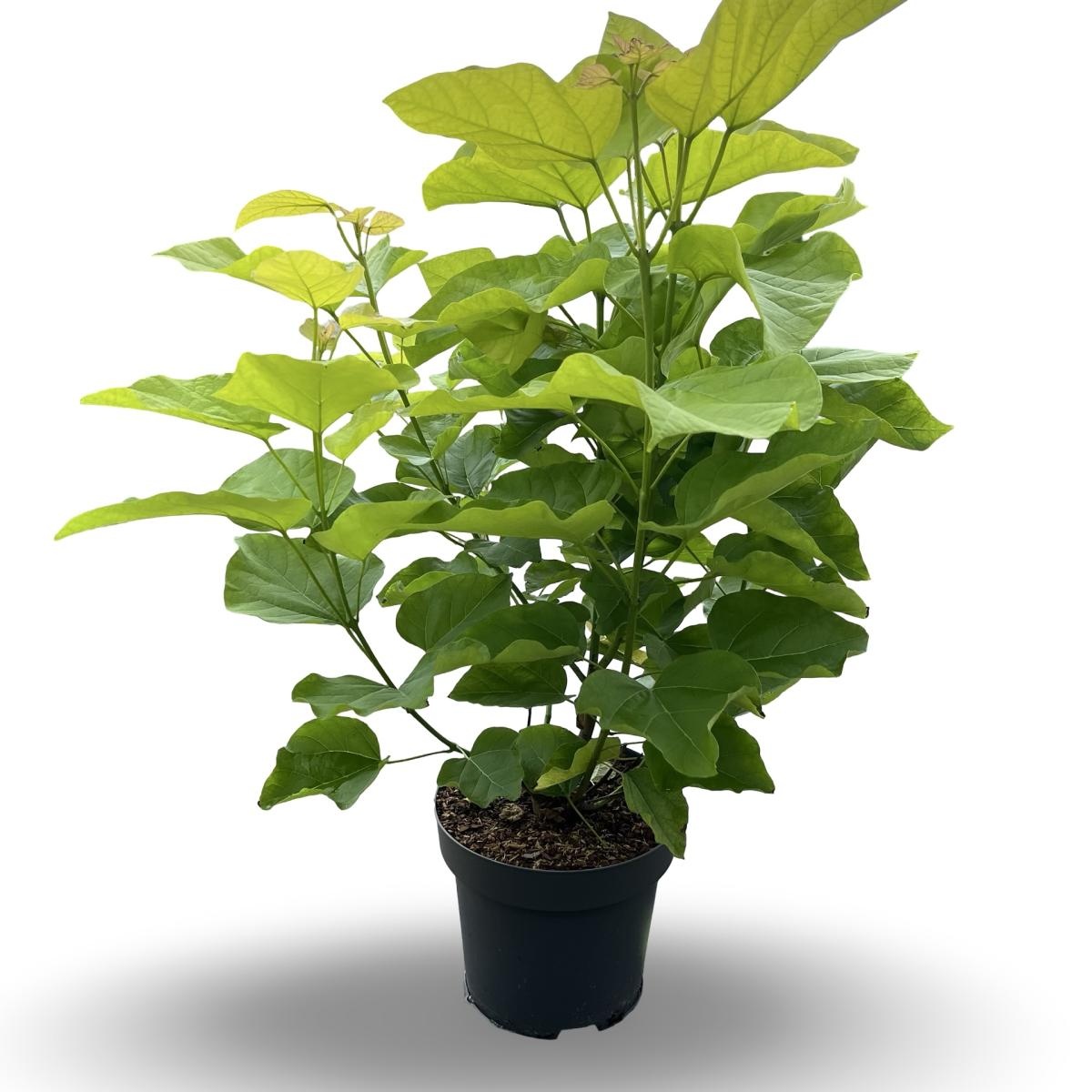 Catalpa bignonioides 'Aurea', D 32