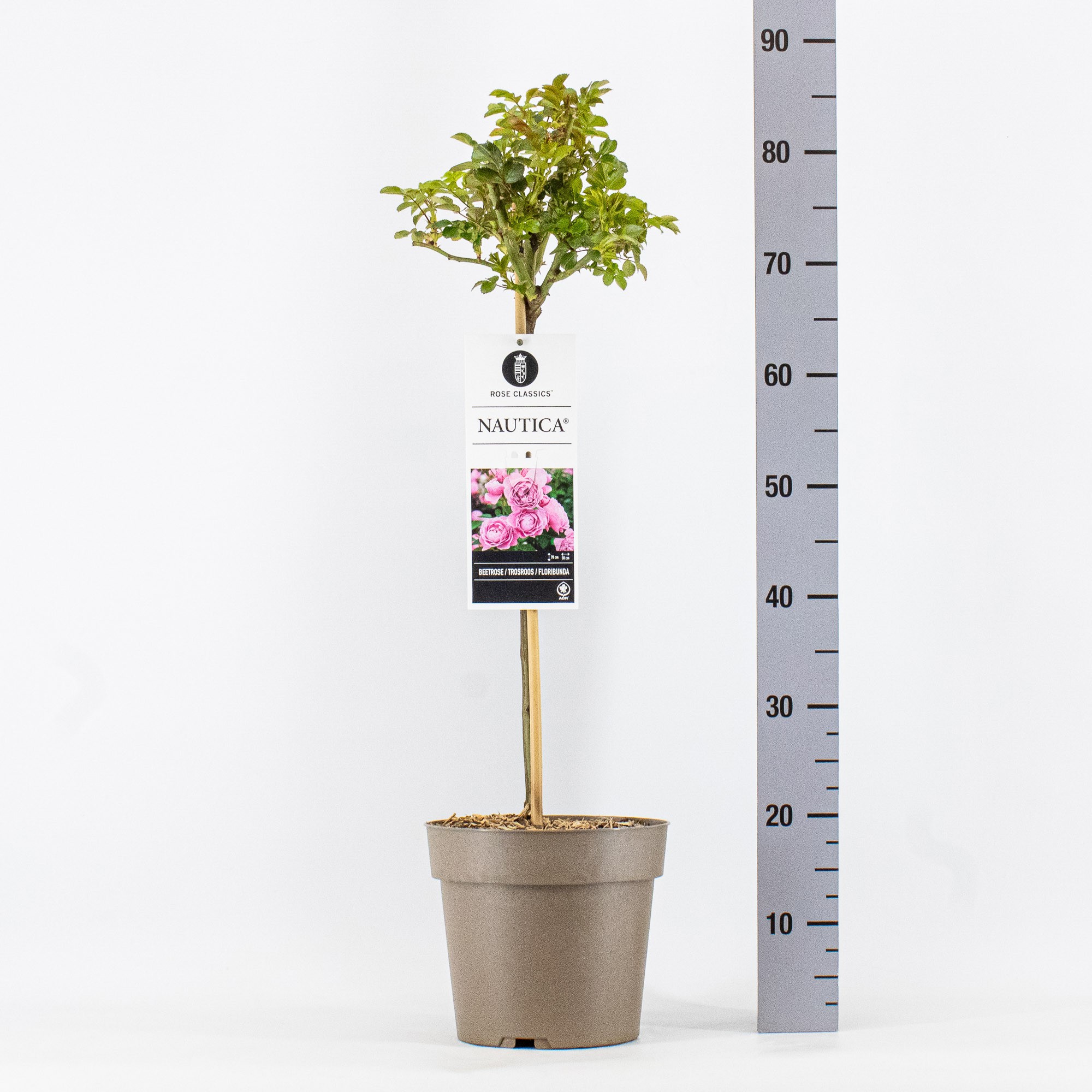 Rosa (F), Nautica ®, stam 50cm, C6, D 24