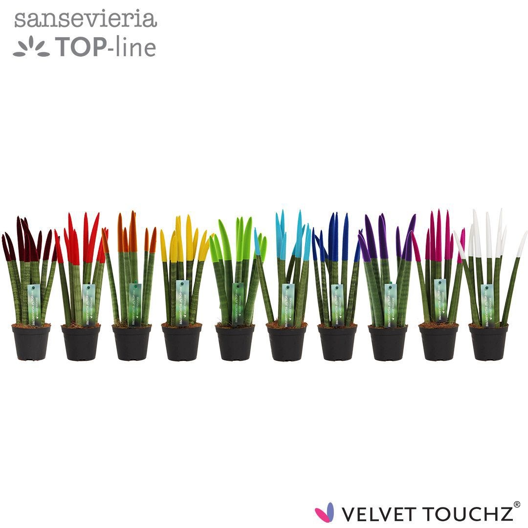 Sansevieria VELVET TOUCHZ® Mix, D 8,5