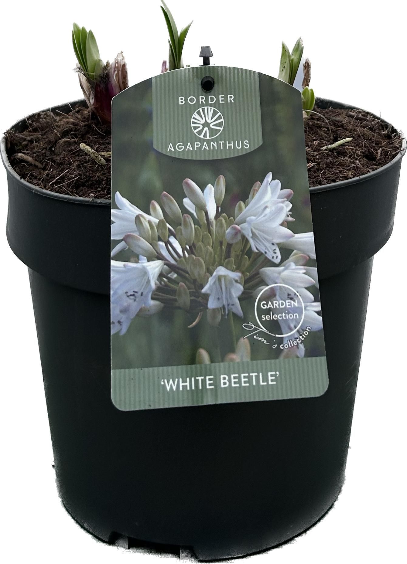 Agapanthus 'White Beetle' P19 GARDEN, D 19