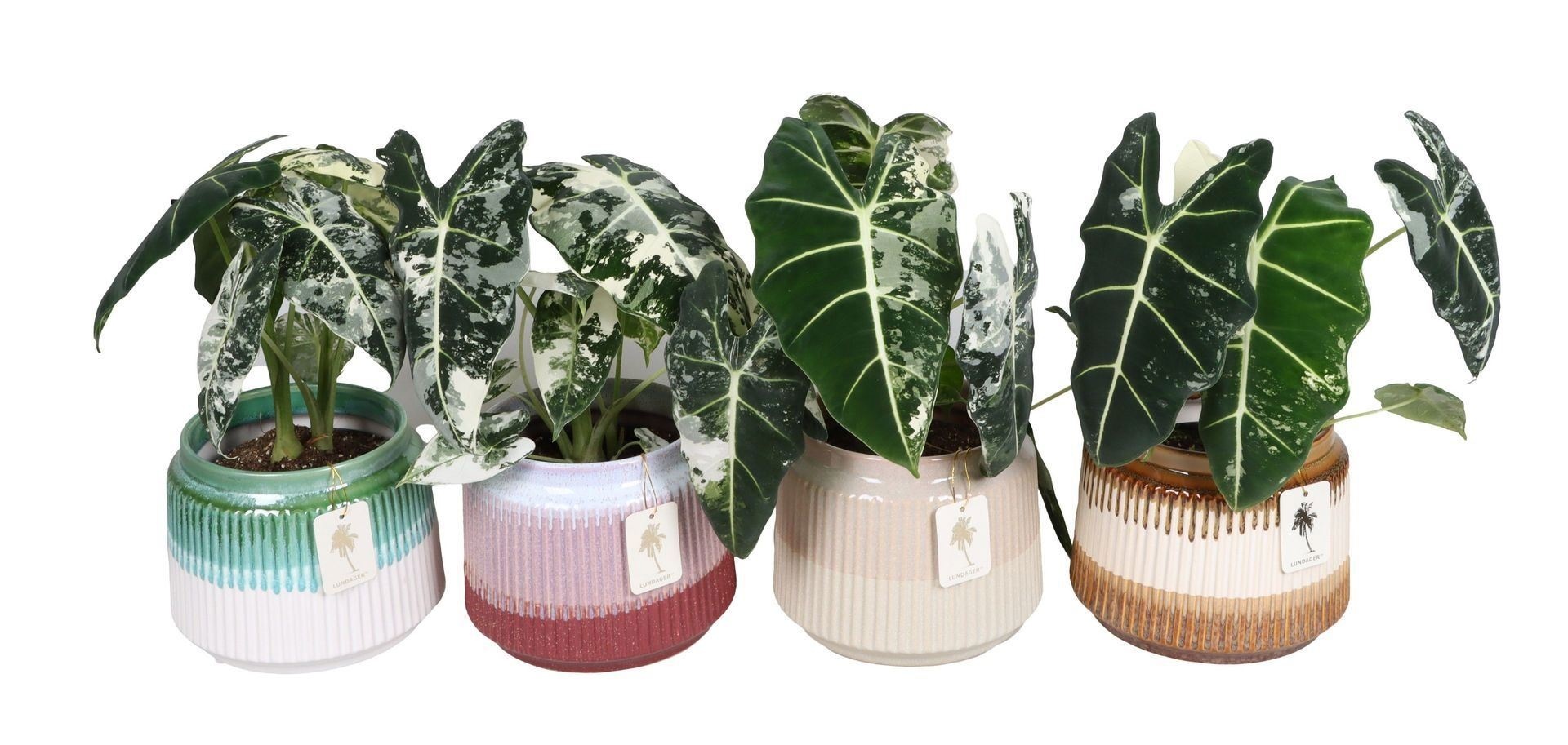 L 67380 with Alocasia Frydek Variegata 12 cm, D 12