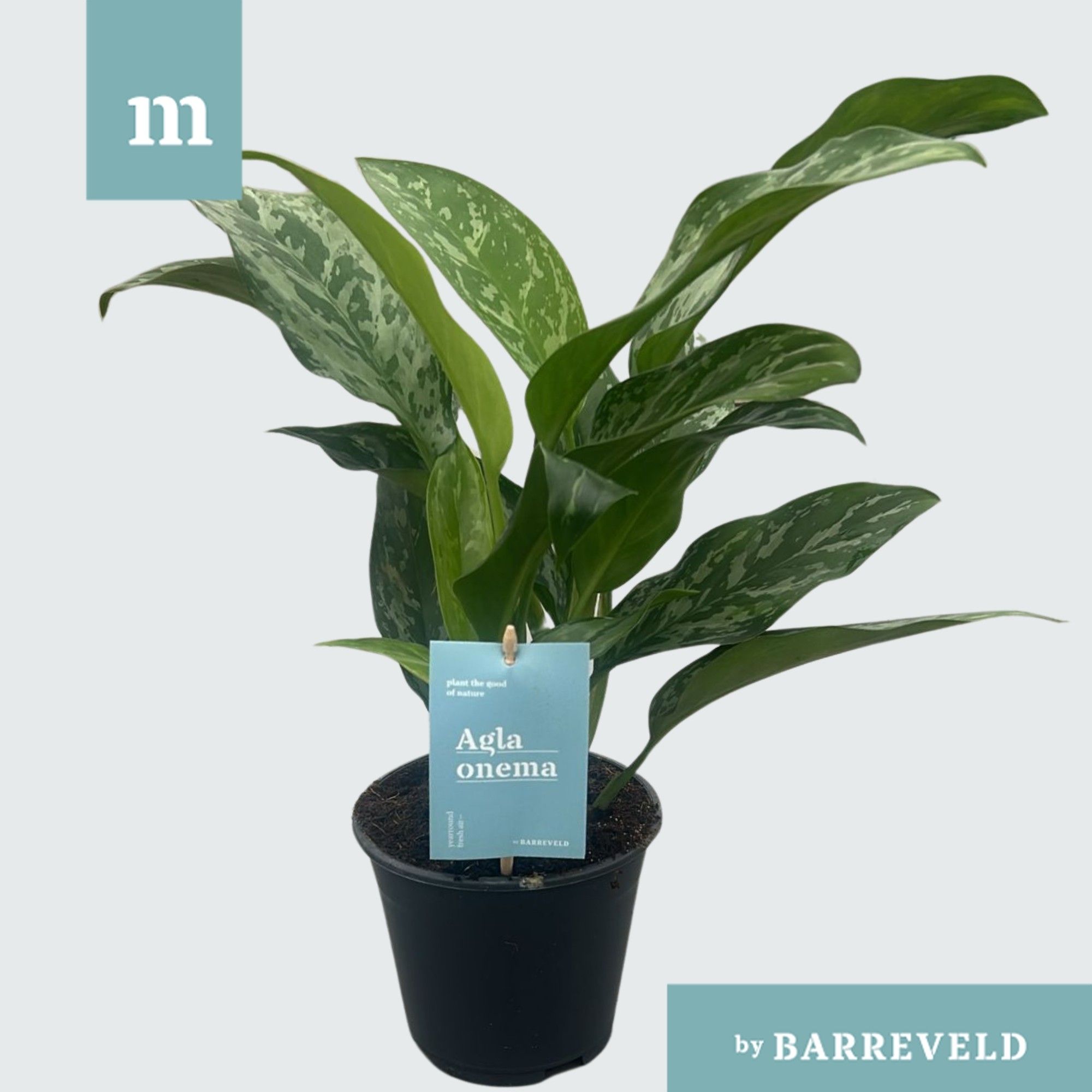 Green agla 'Splash' (Aglaonema), D 14