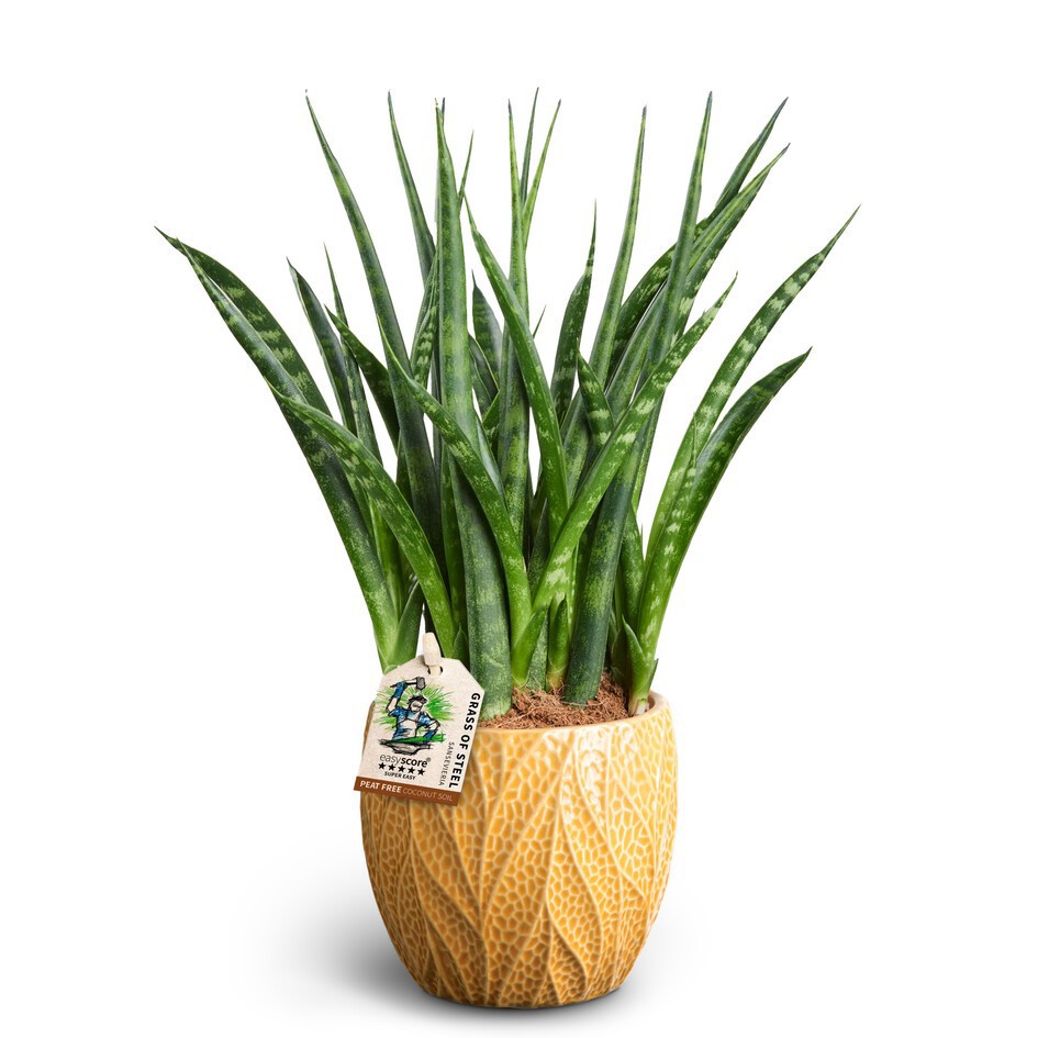 SANSEVIERIA PARVA 40932534 Leaf T'FERNWOOD', D 10