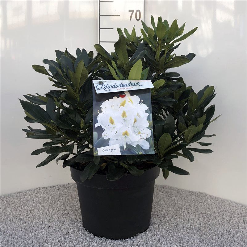 Rhodo. 'Madame Masson' white, D 29