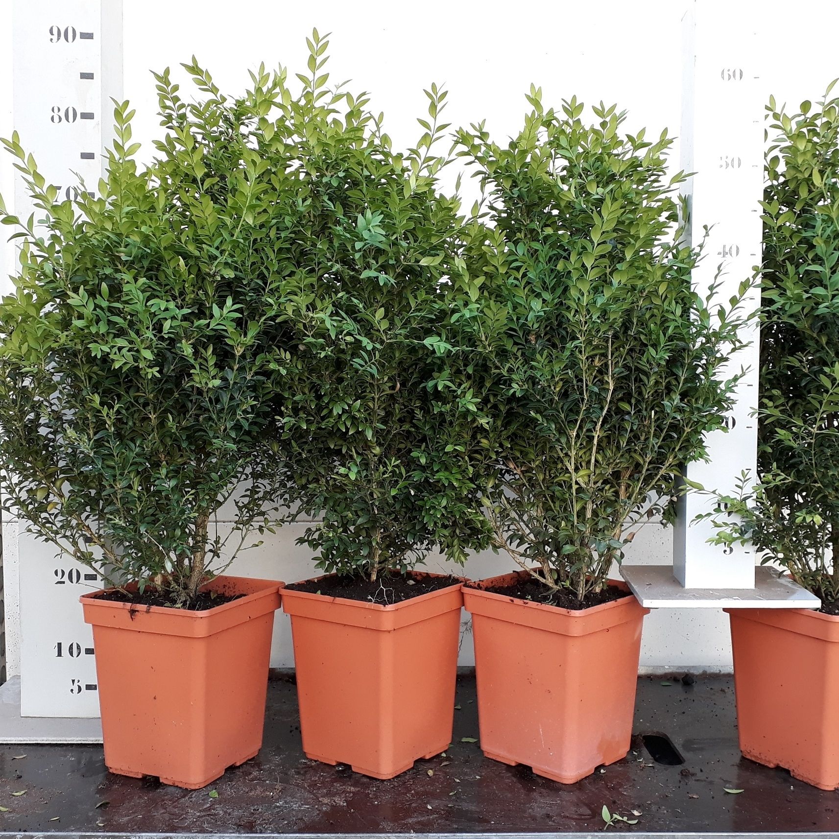 Buxus sempervirens 50-60cm struik potkweek, D 19