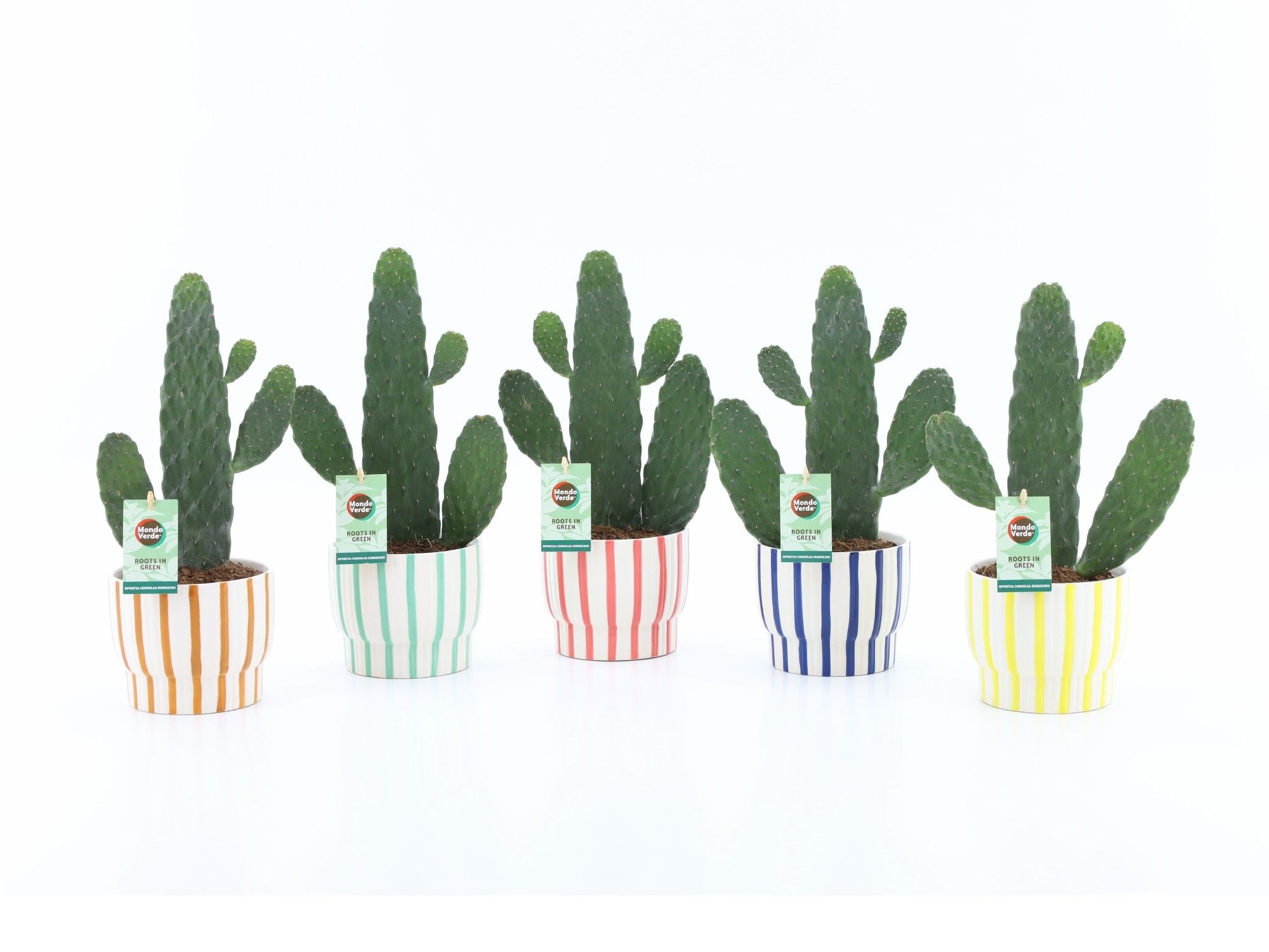 Opuntia rubescens Consolea in Pastel Stripe, D 13