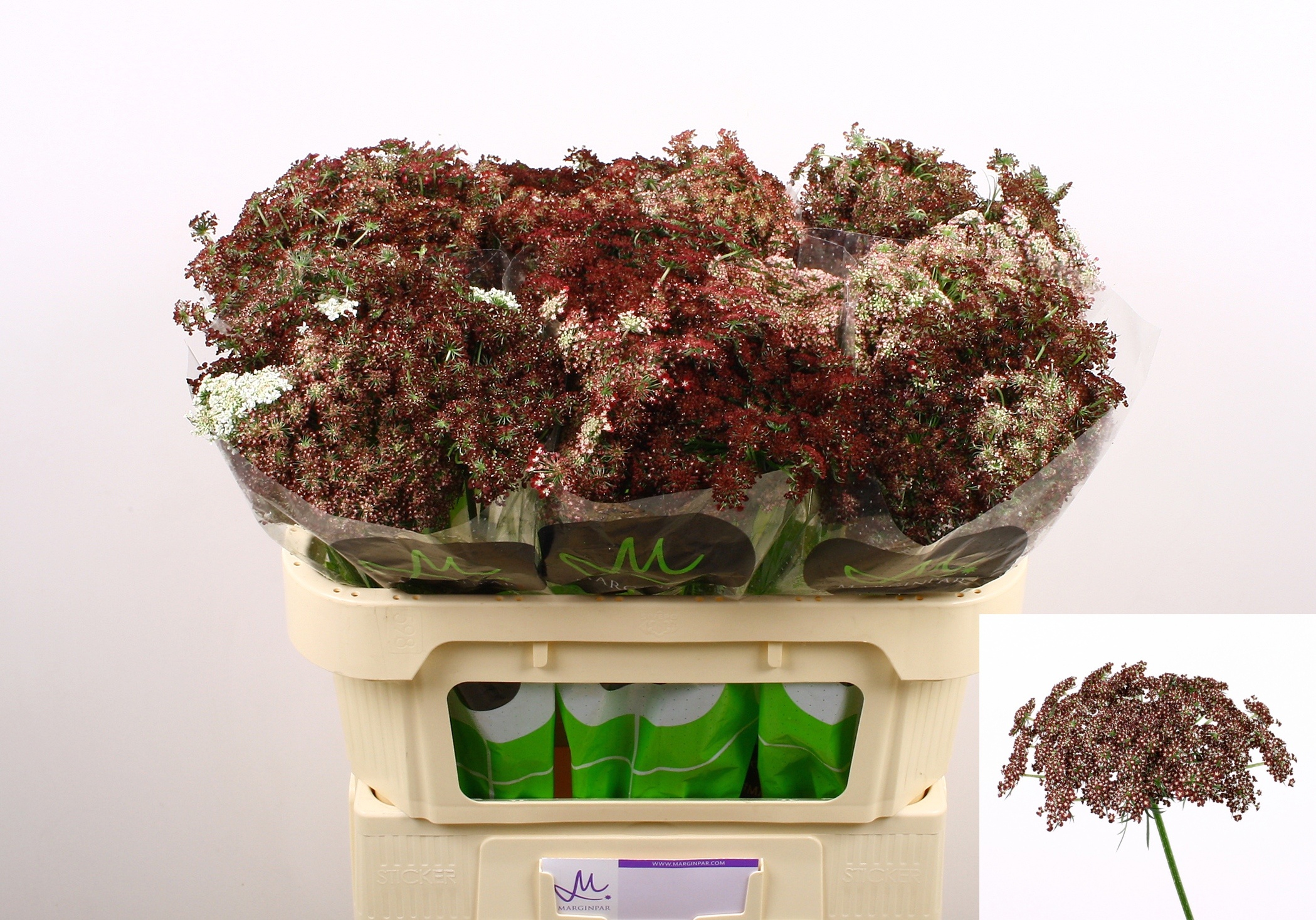 Амми Даукус Карота Дара 70 (бордо), шт.