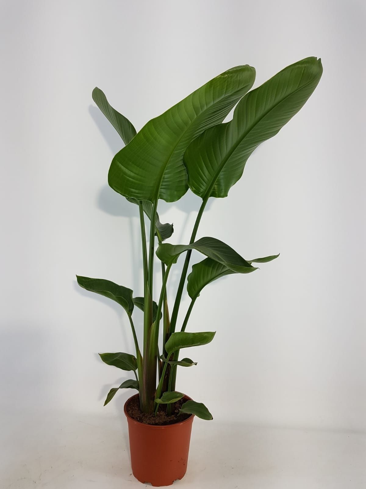 Strelitzia nicolai 21cm 2 pp, D 21