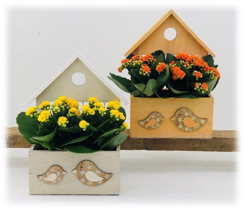 TDM PASEN 26 : Vogelhuis met kalanchoë, D 22