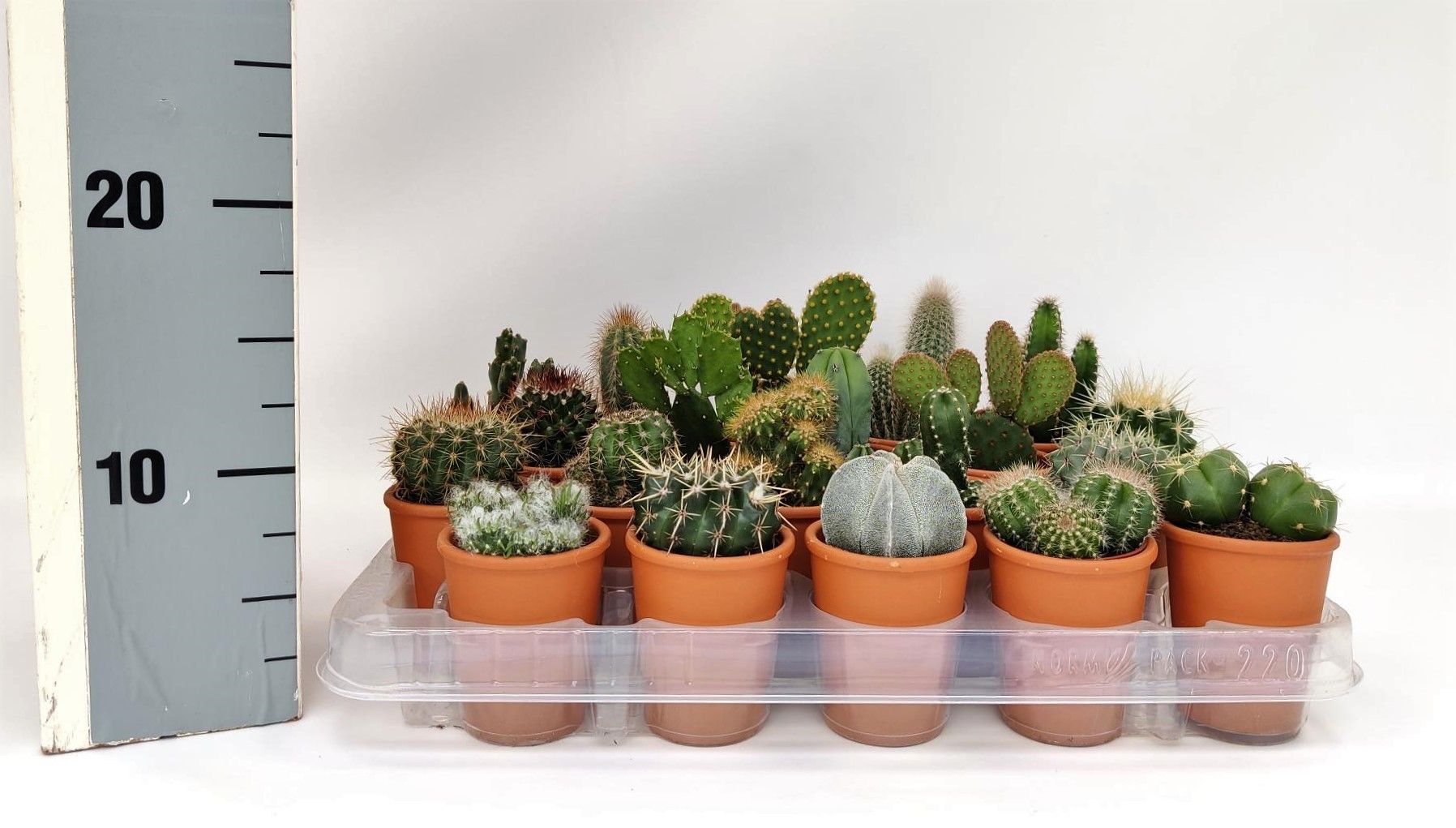 Cactus 5,5 cm mix rozenpot, D 5,5