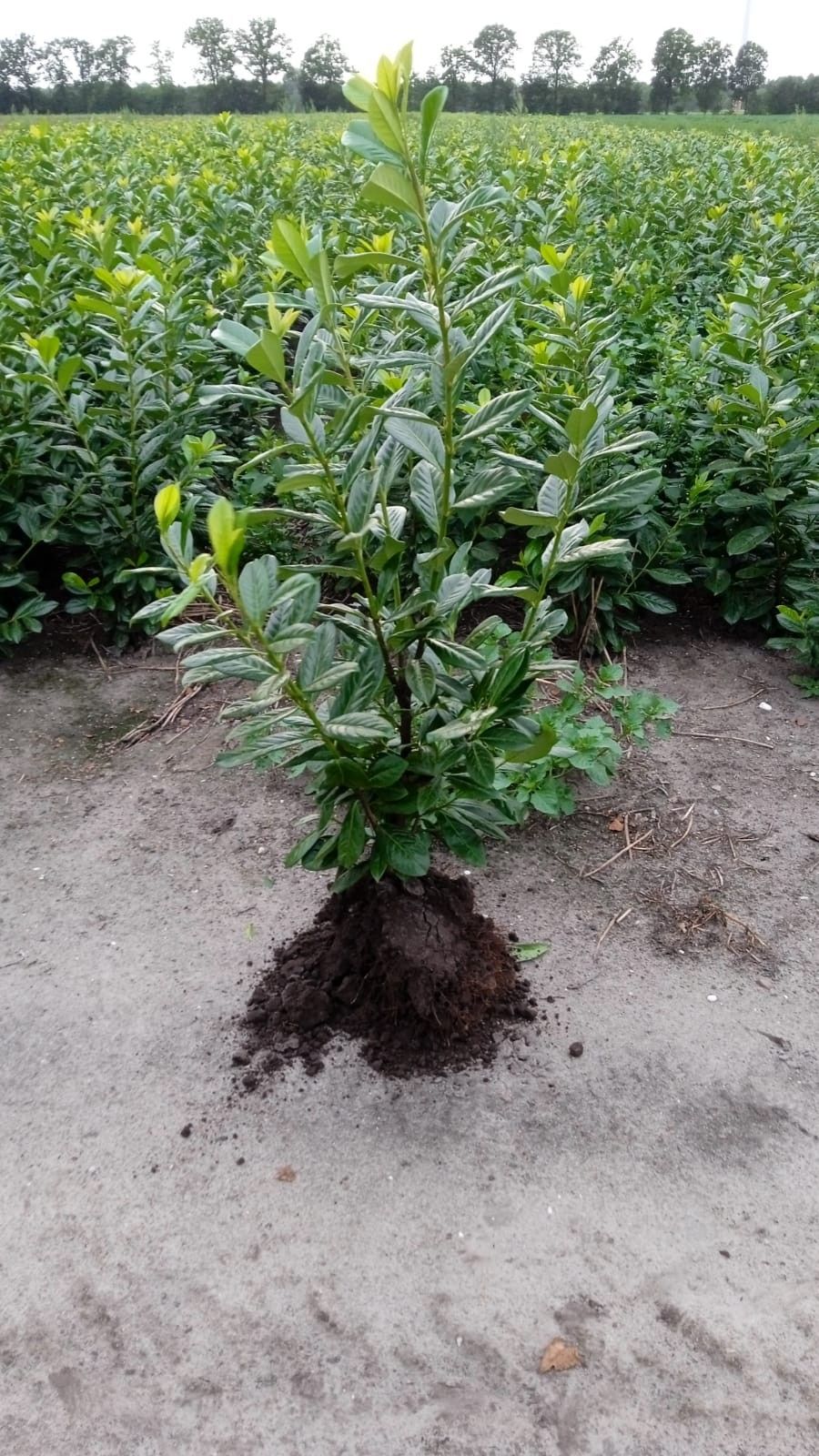 Prunus laurocerasus 'Novita' plantmaat 100-120, D 21