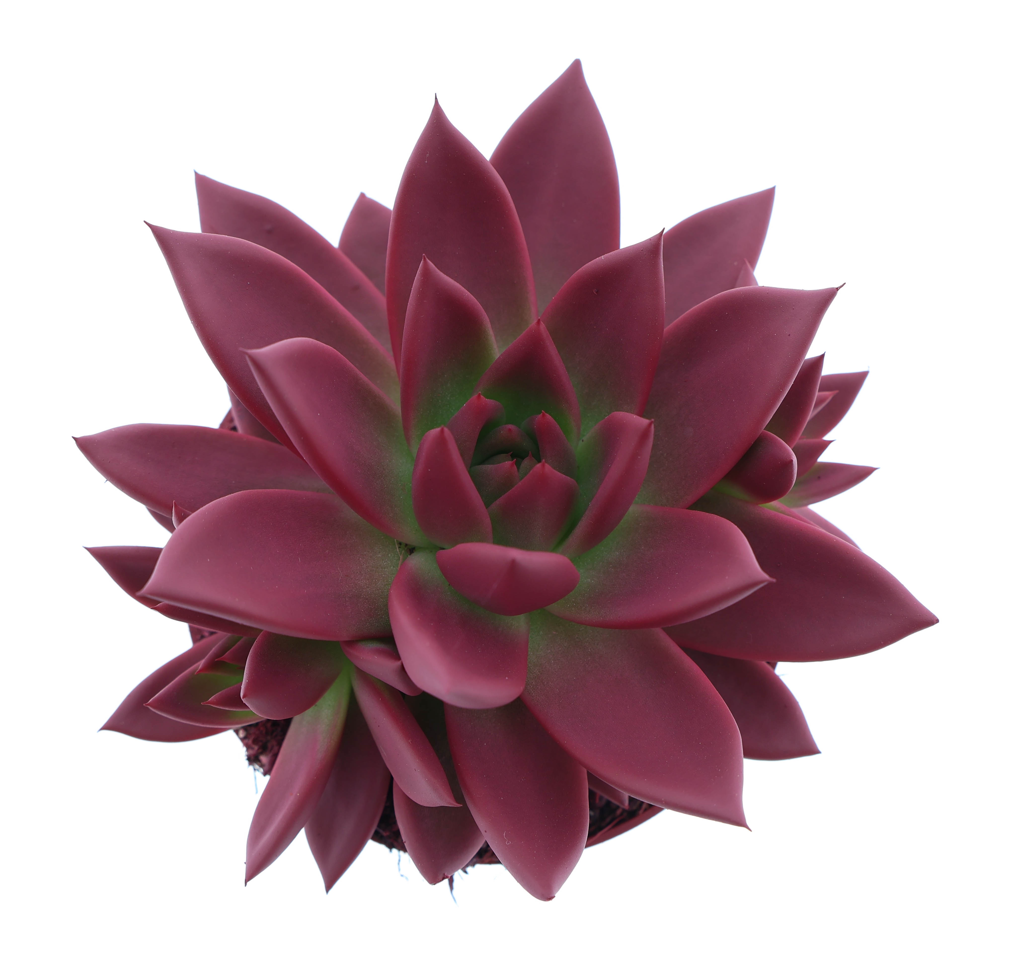 Rainbow bordeaux red, D 10,5