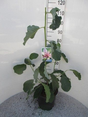 Magnolia Blushing Belle 80-100 P28, D 28