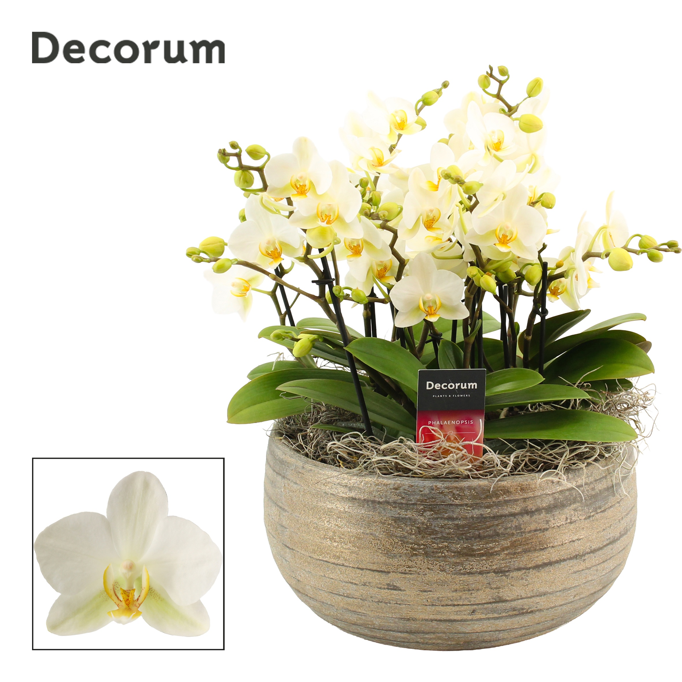 Oro dazzling 9+ tak symphony Lausanne (Deco-collection), D 27