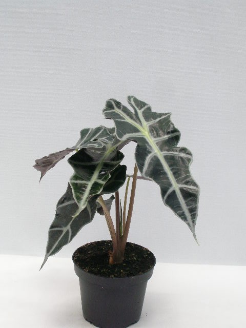 ALOCASIA X AMAZONICA, D 12