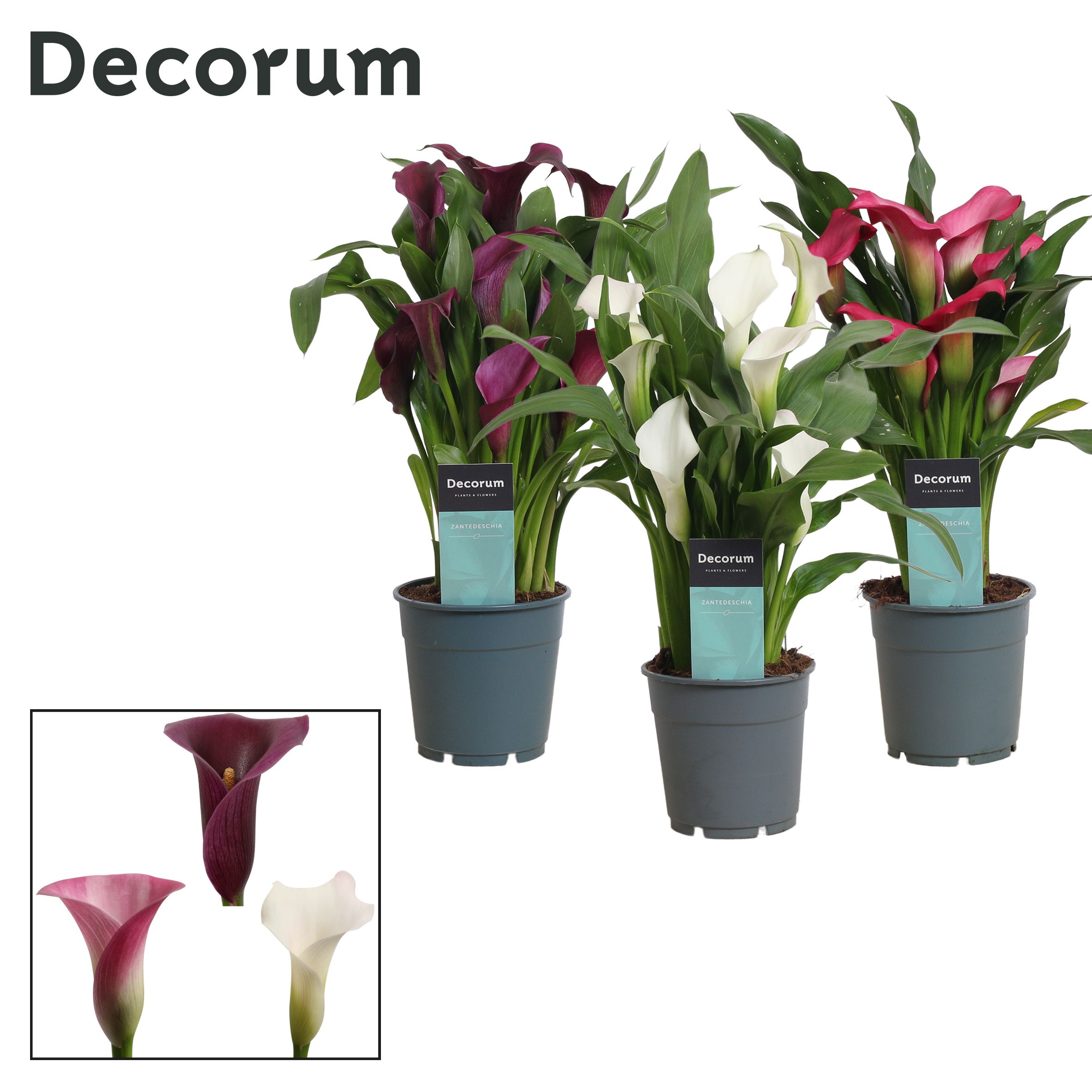 Zantedeschia (Calla) 'Sweet' Mix (Decorum), D 12