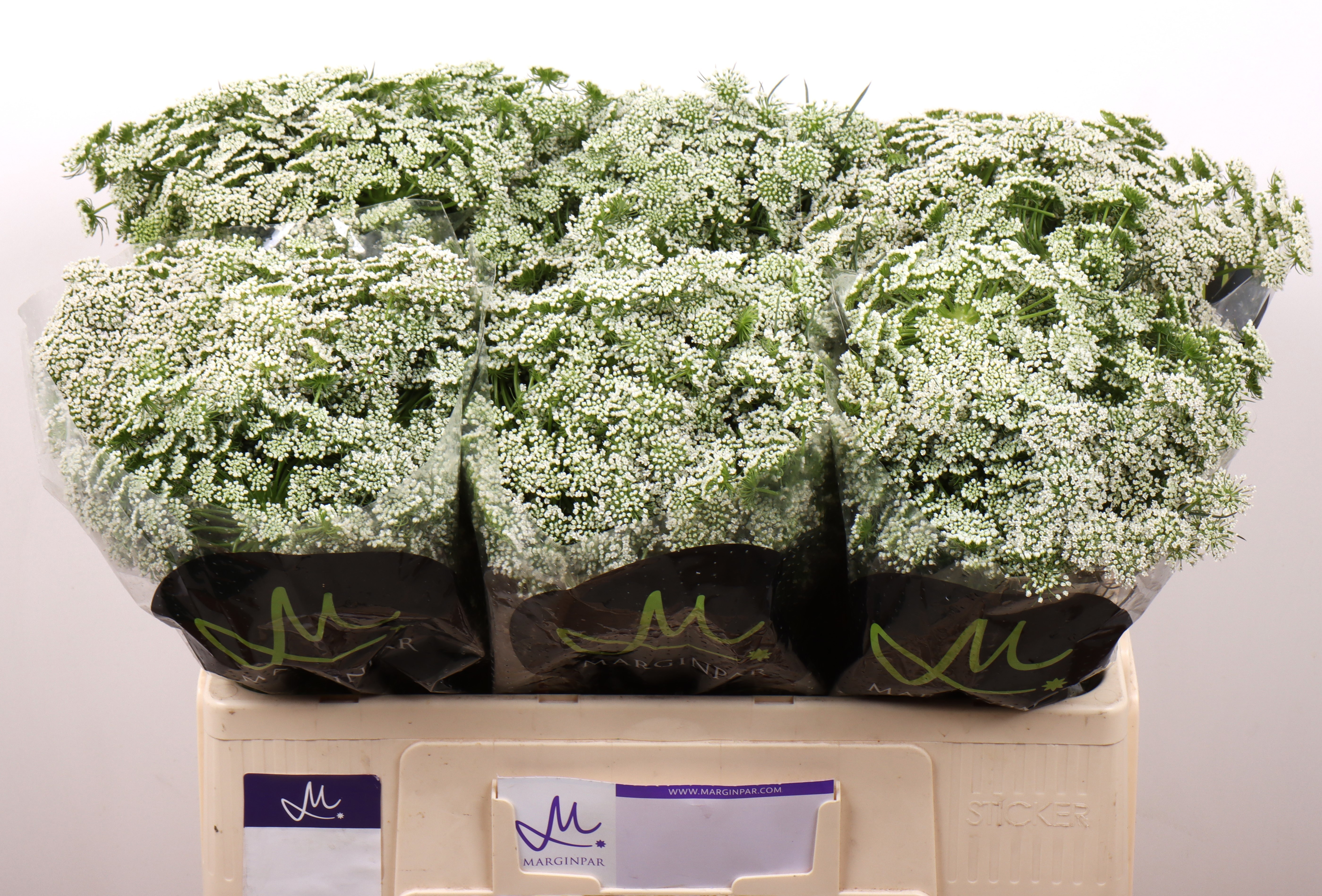 Амми Виснага Касабланка 60 (бел.), шт.