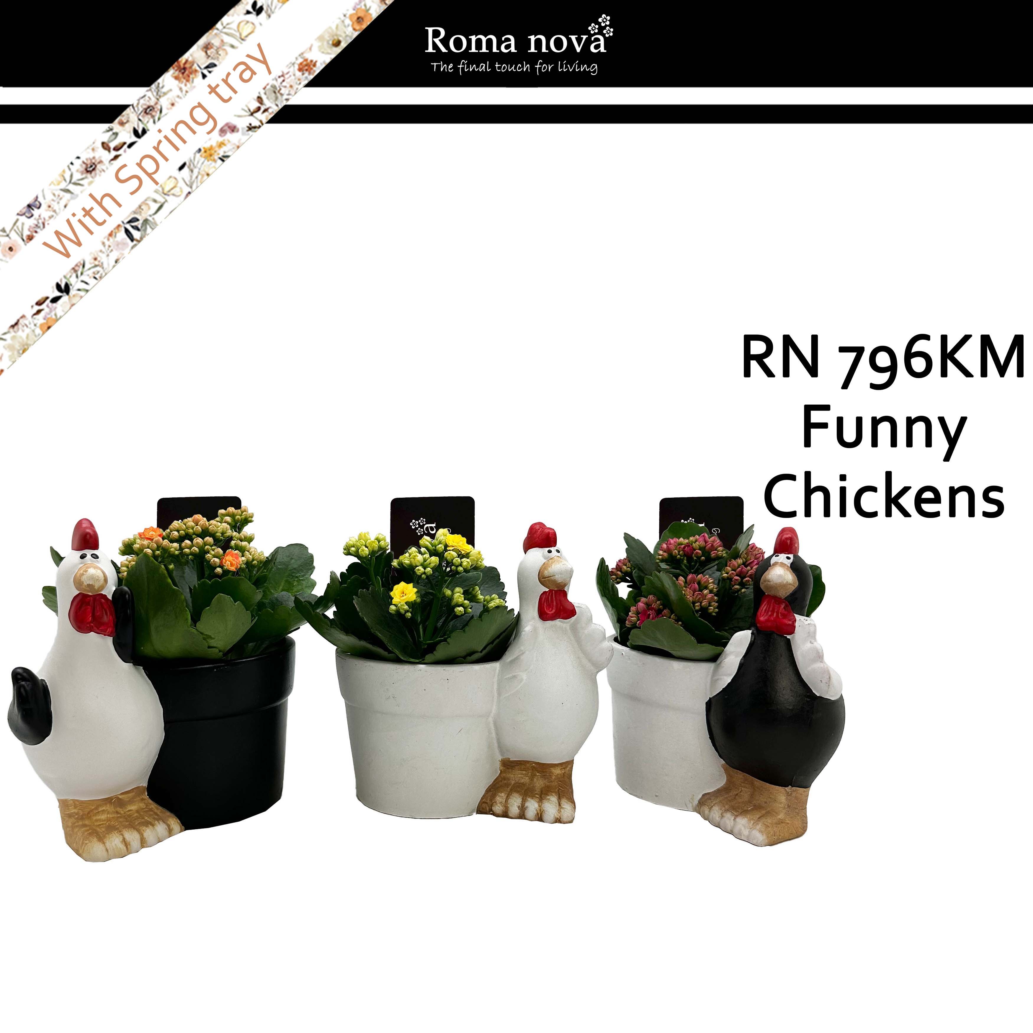 796KM - Funny Chickens (Kalanchoe mix), D 15