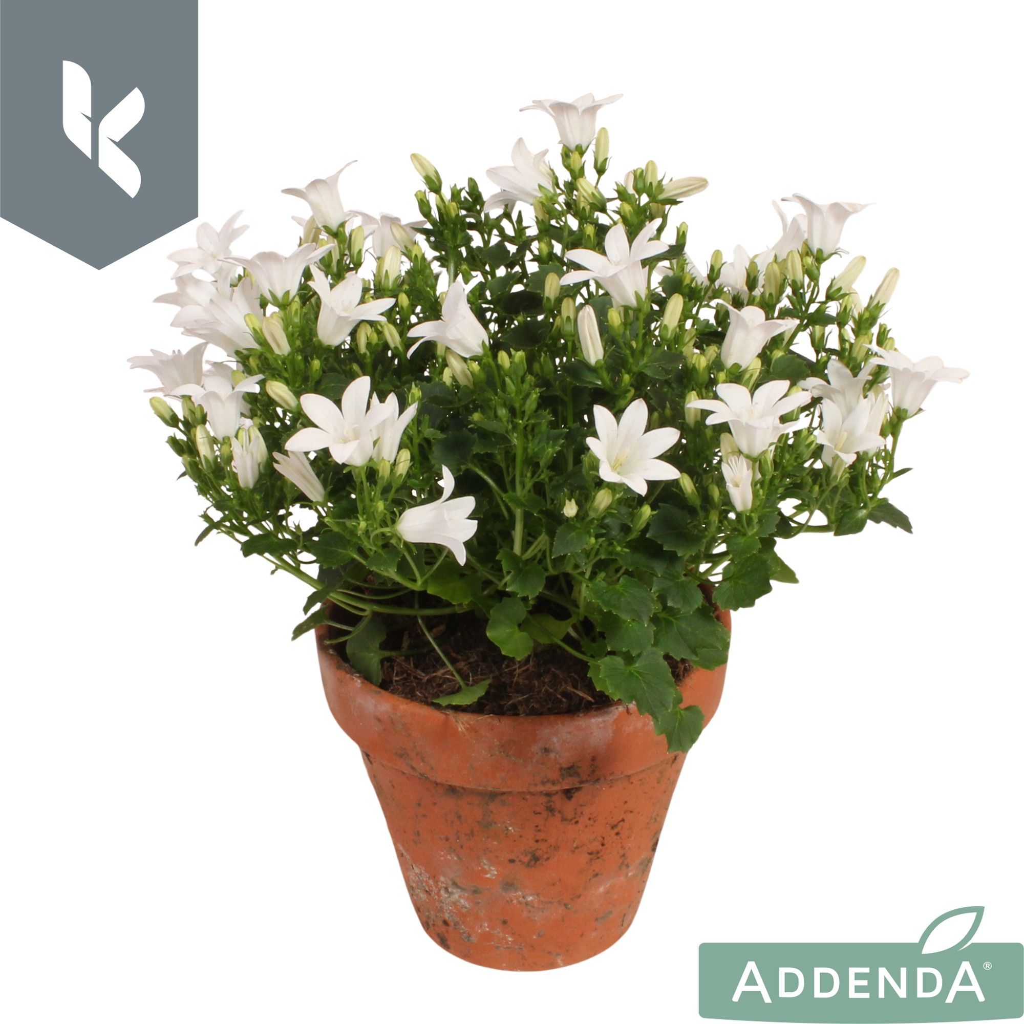 Campanula Ambella Intense White in terracotta., D 10,5
