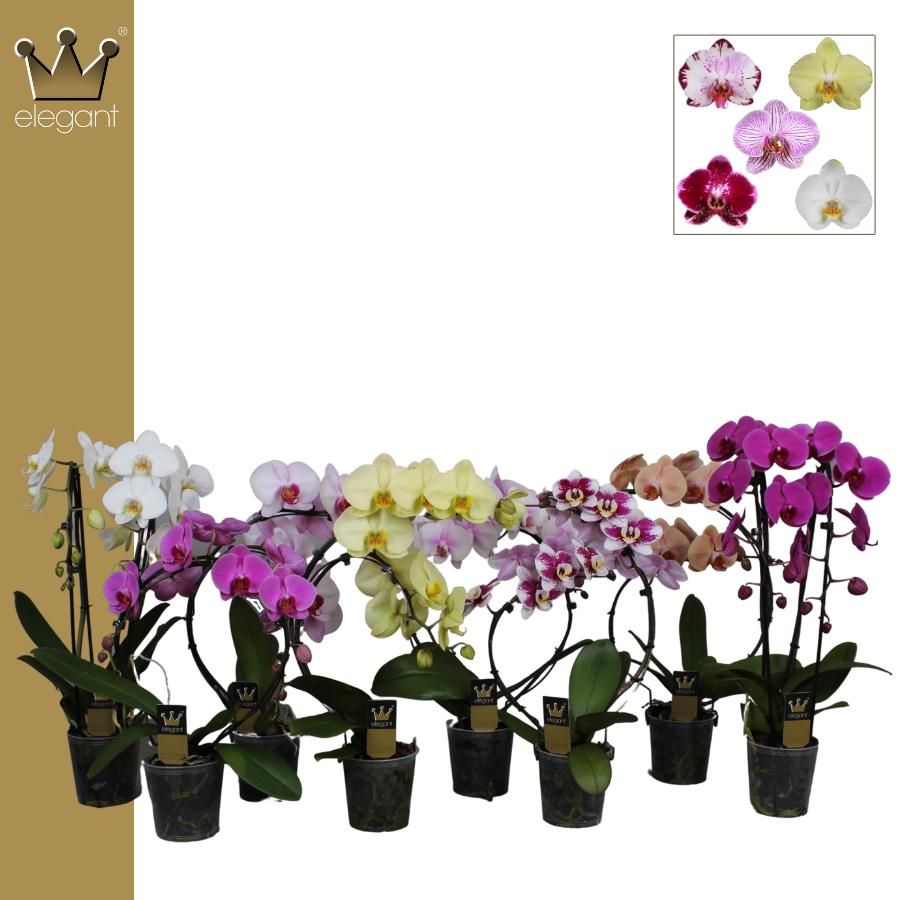 Phalaenopsis 2 tak, Vormen Mix, D 12