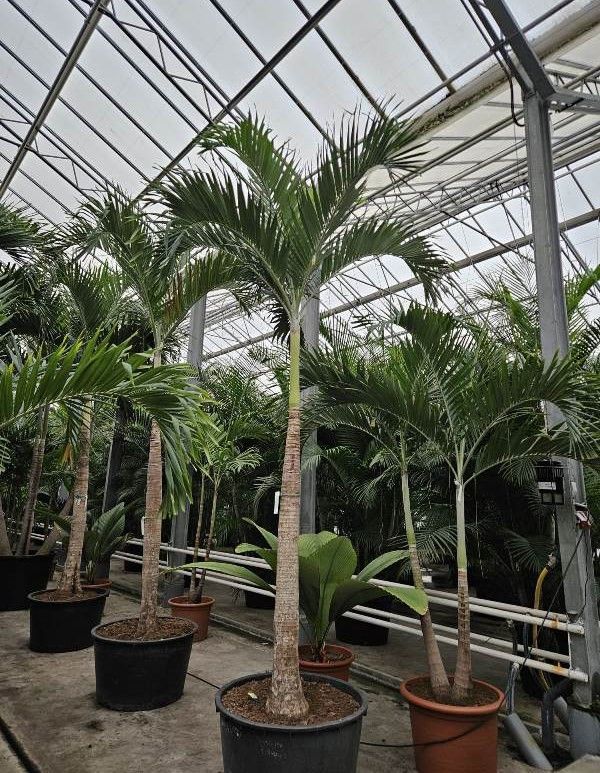 Veitchia merrillii, D 85