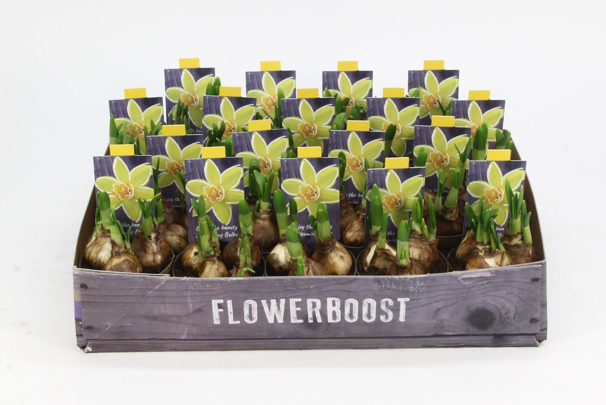 NARCIS TETE A TETE 08, D 8