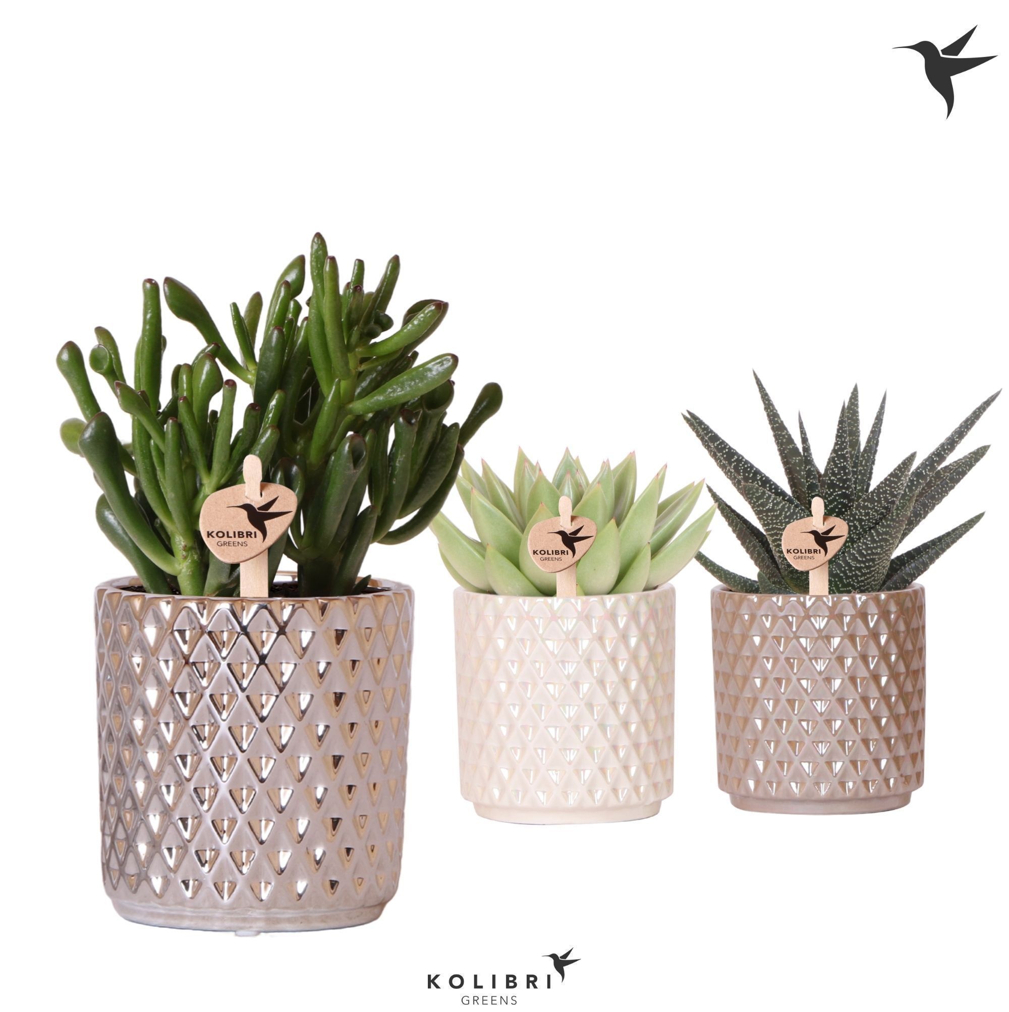 Kolibri Greens Succulenten mix in Diamond pot pearl mix, D 9