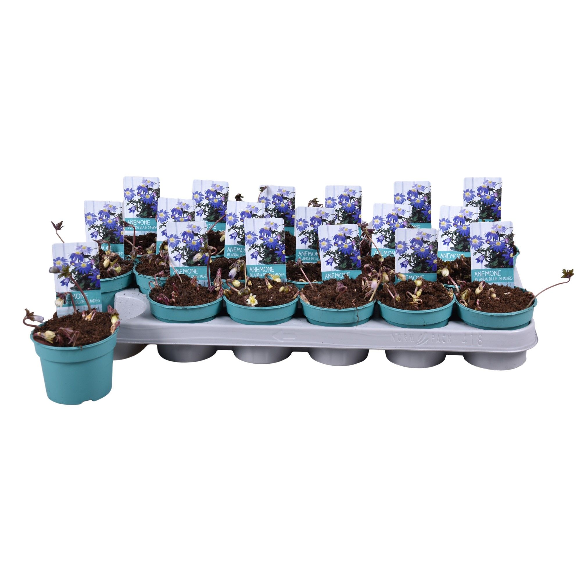 Anemone Blanda Blue Shades 'Diamond Collection', D 9