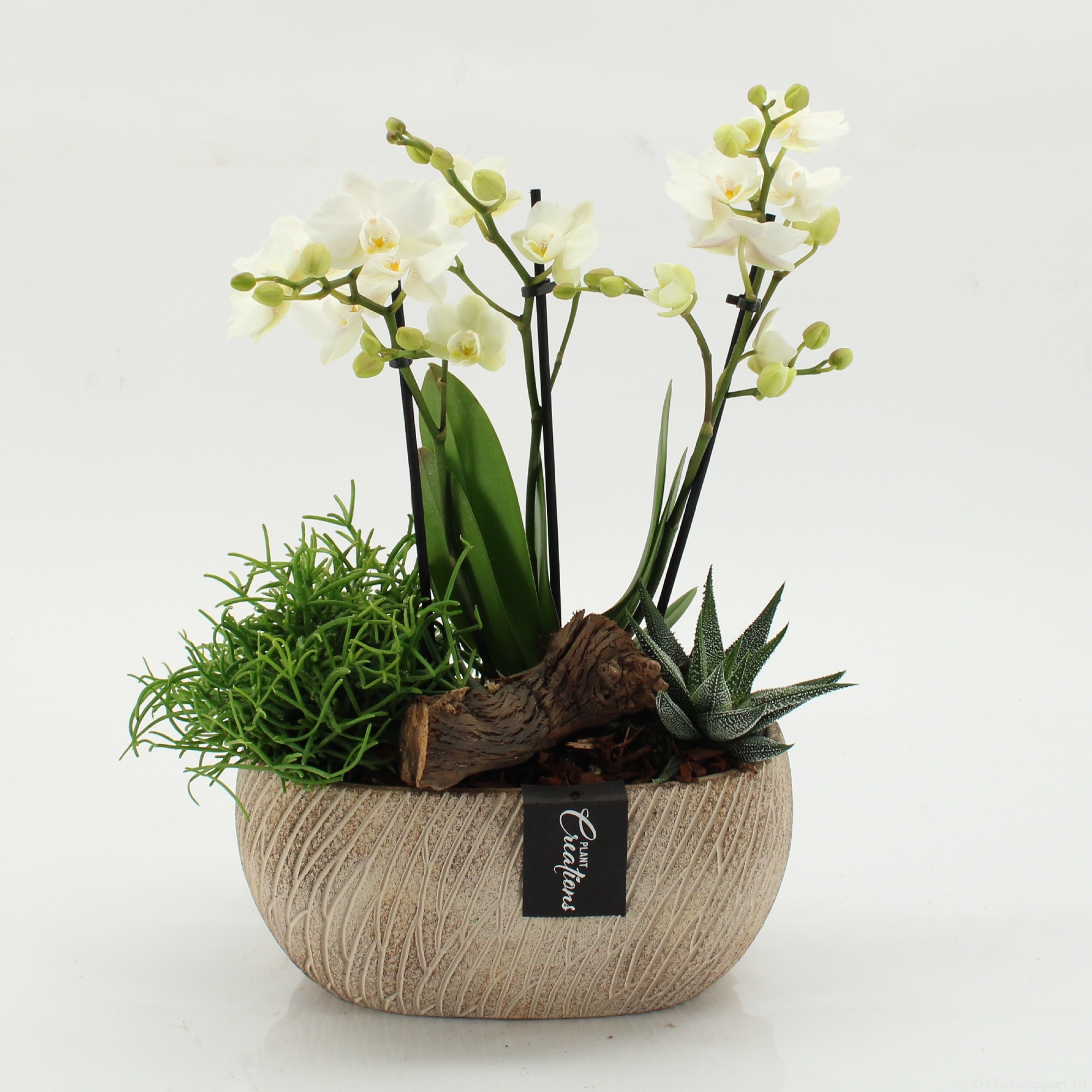 PHAL-2608 Phalaenopsis creatie, D 23