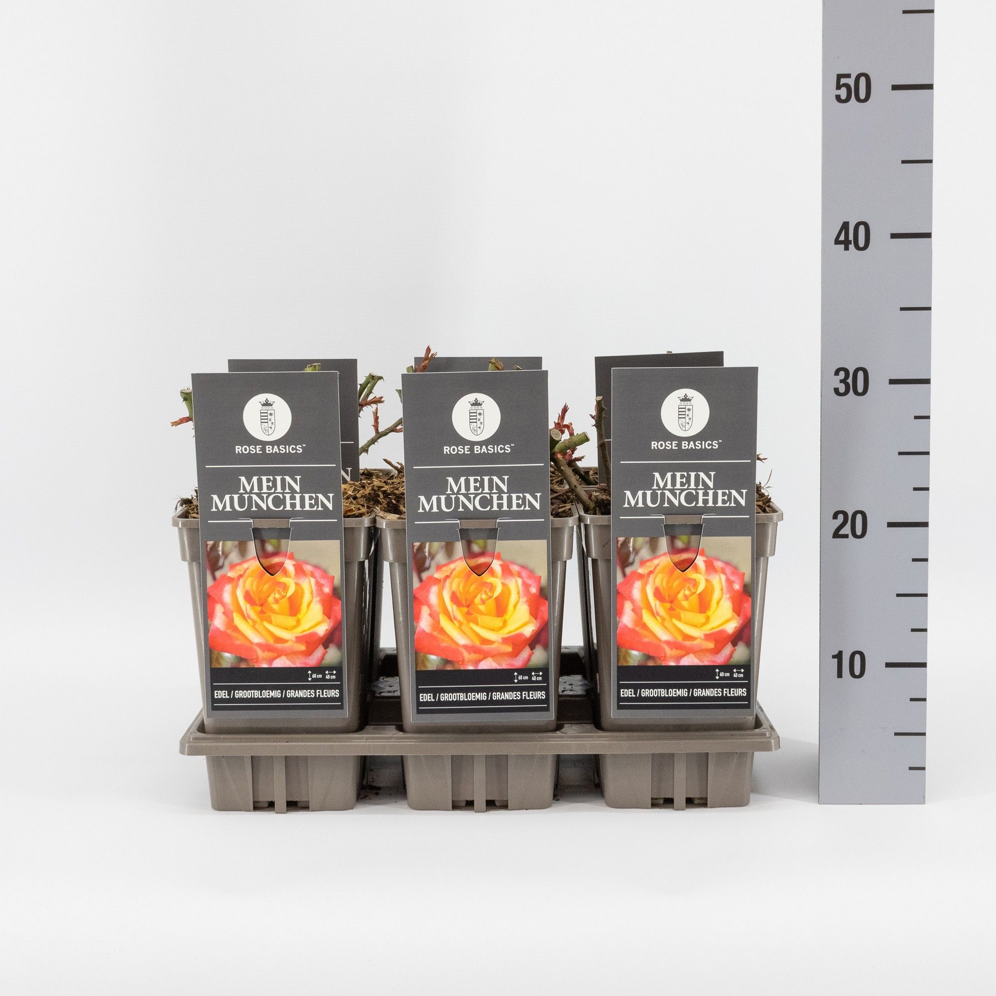 Rosa (TH) Mein Munchen, C3, D 17