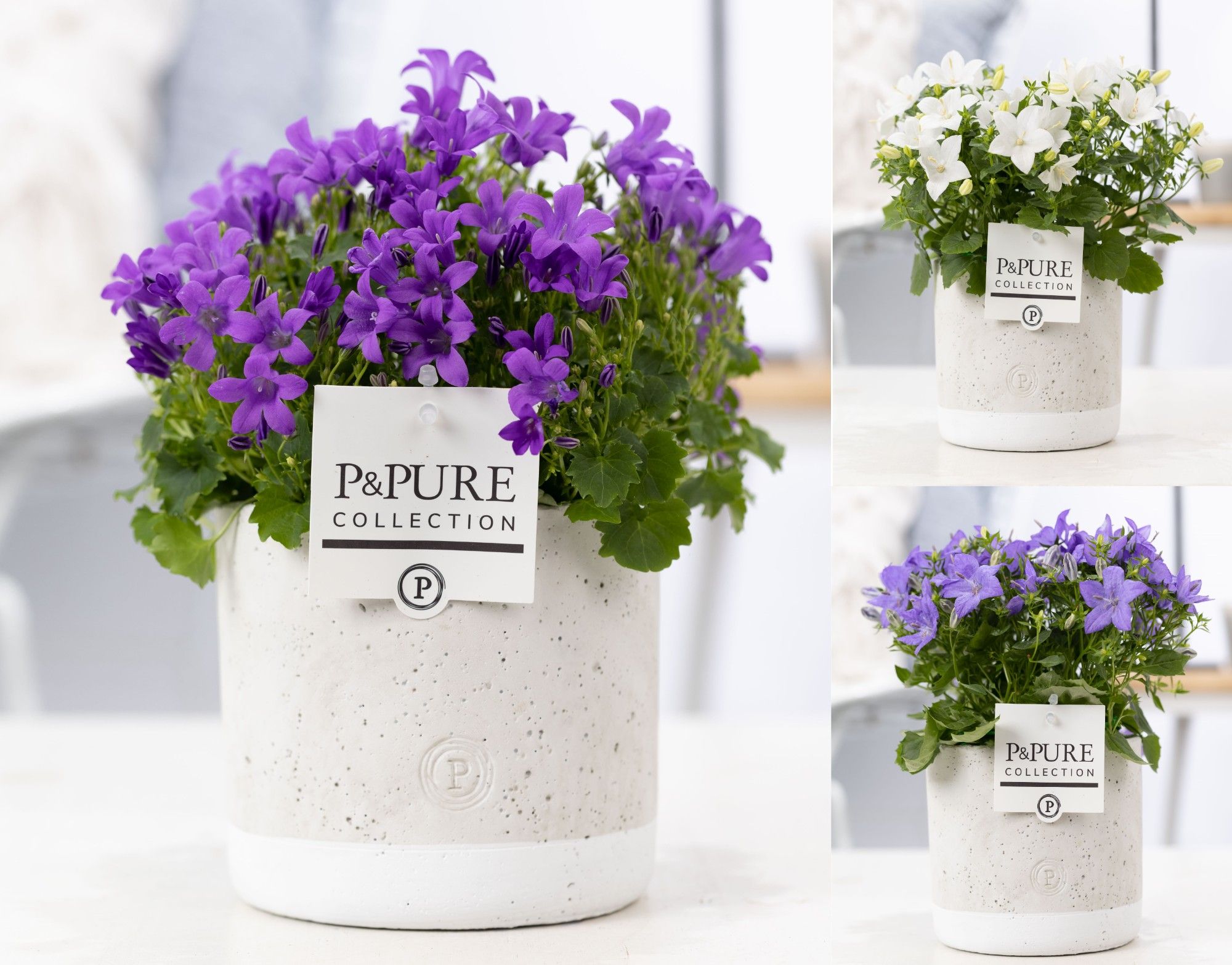 Campanula Mix Pure Jade, D 14