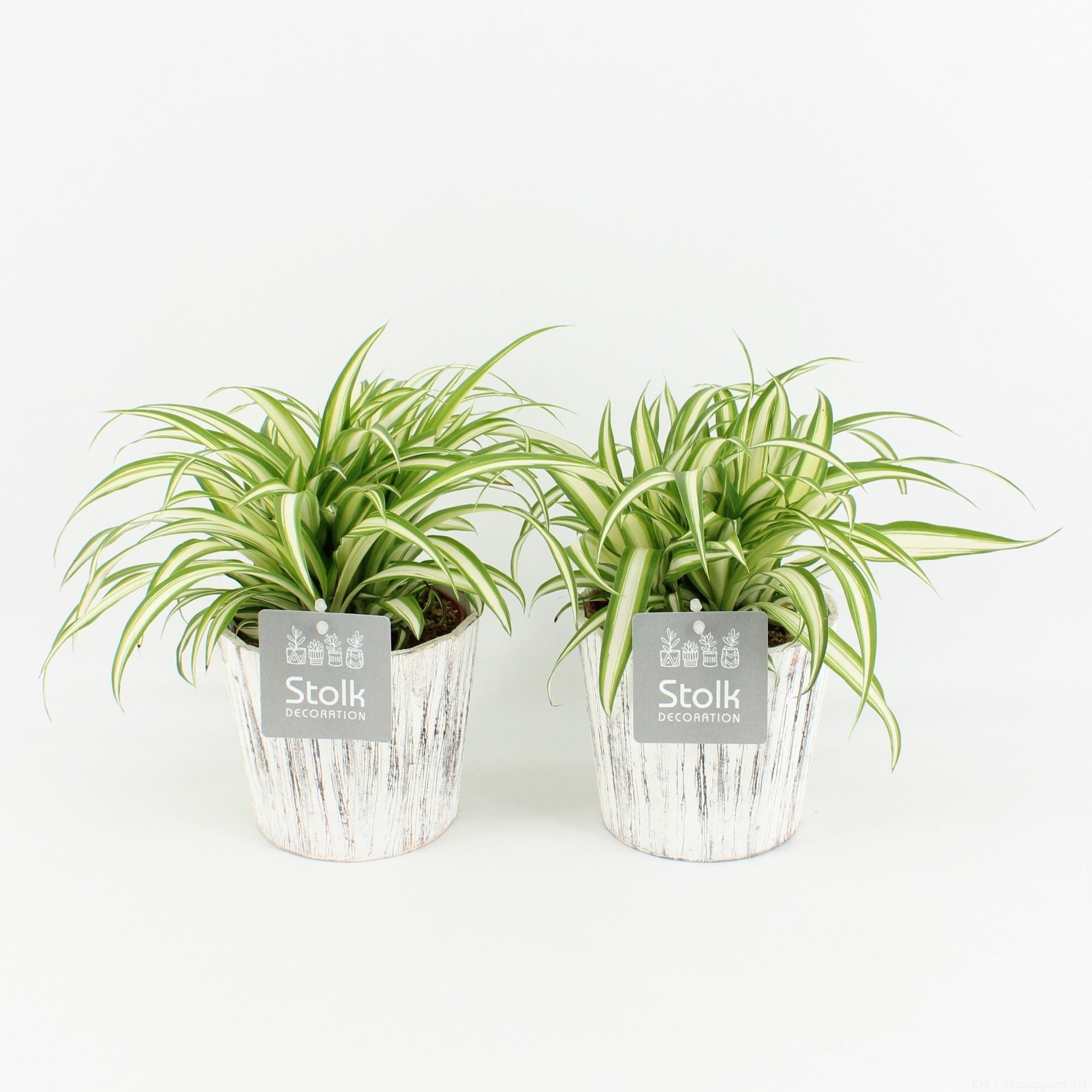 Chlorophytum comosum Variegatum in Wood wit, D 13