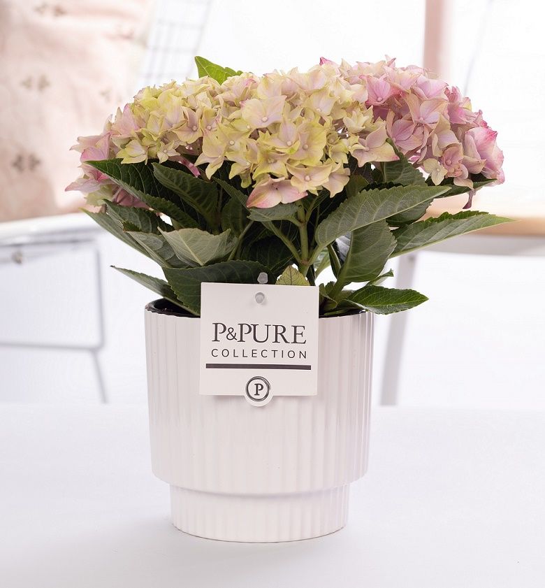 Hydrangea pink in P&PURE Ivy ceramics shiny white, D 10