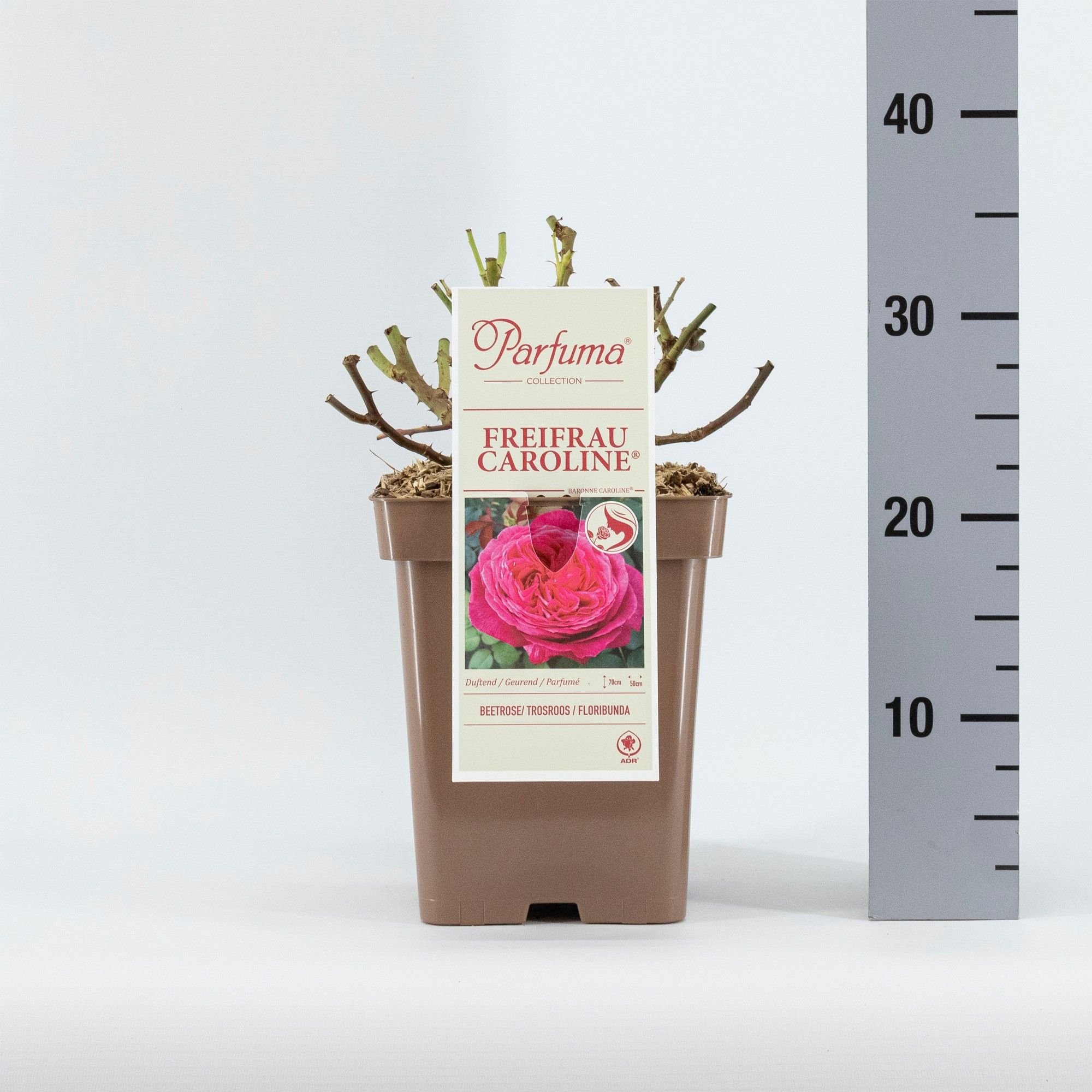 Rosa Parfuma (F) Freifrau Caroline ®, D 23