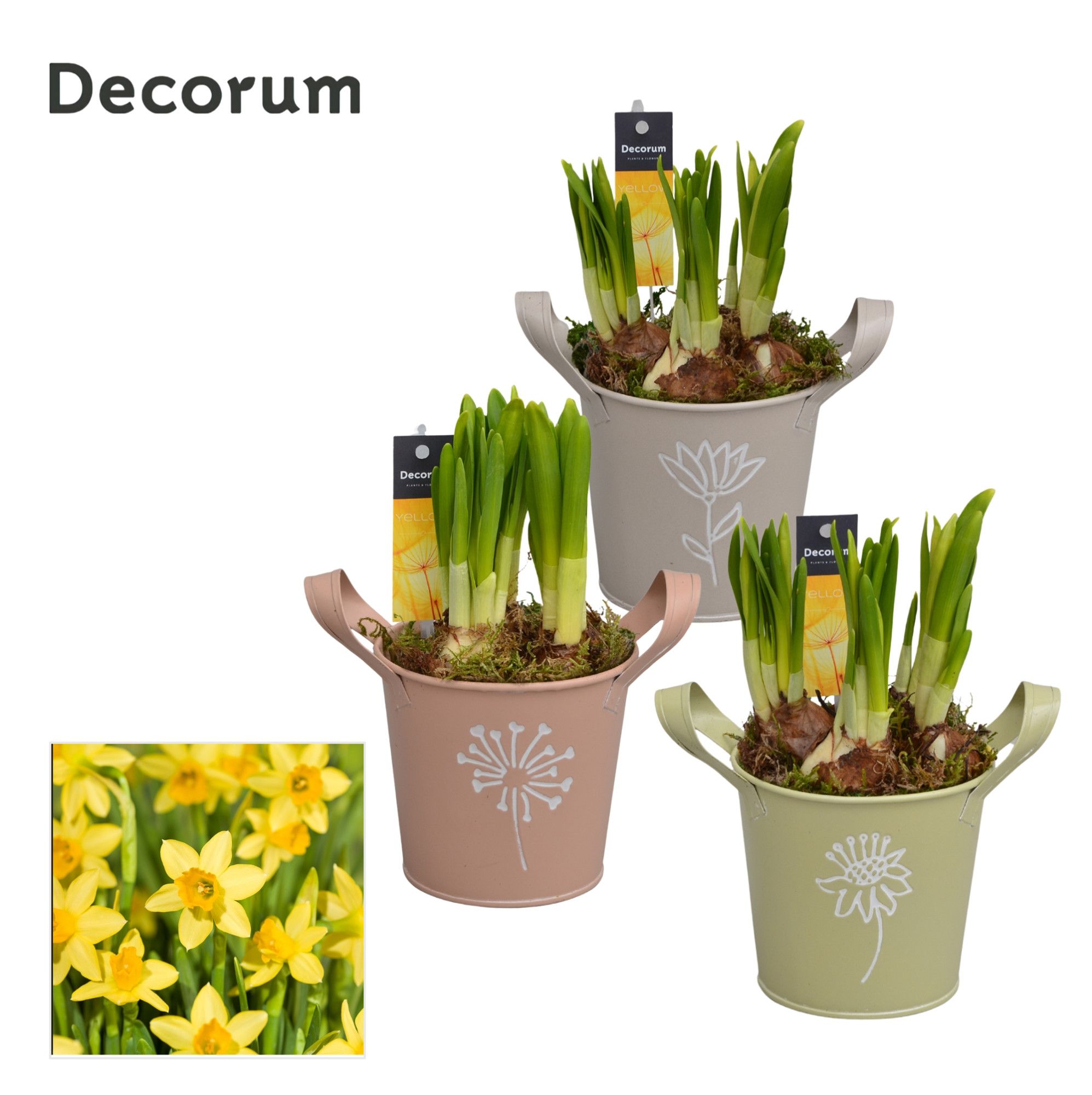 Narcis Botanic Zink HL14603N, D 10