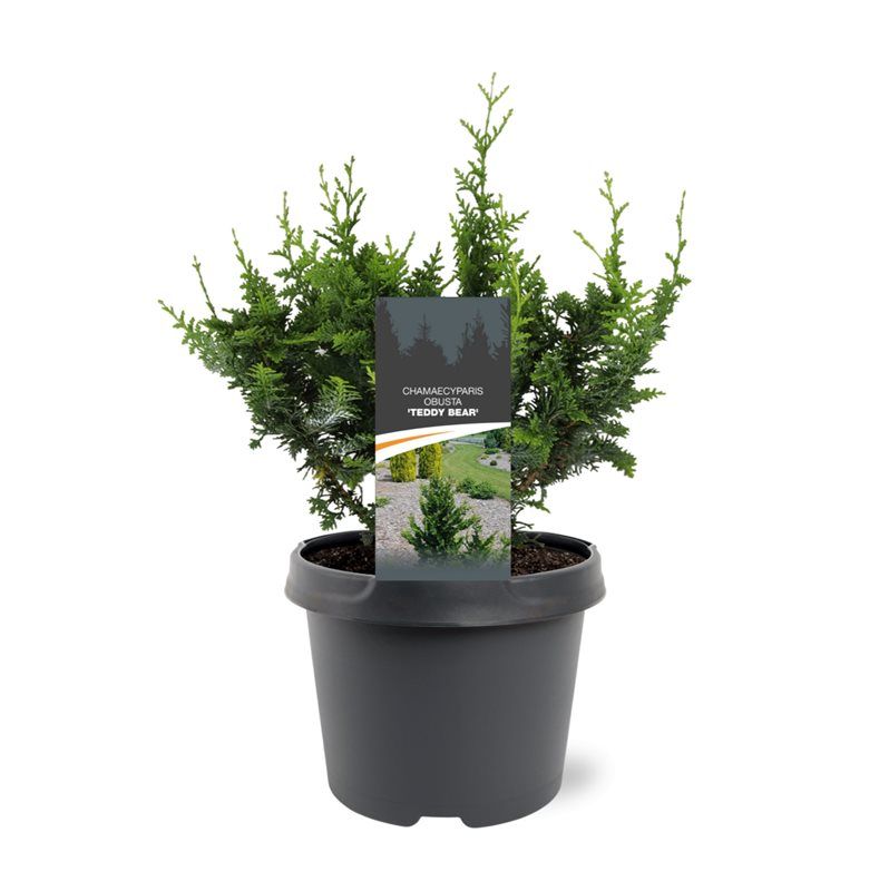 Chamaecyparis obtusa 'Teddy Bear', D 19