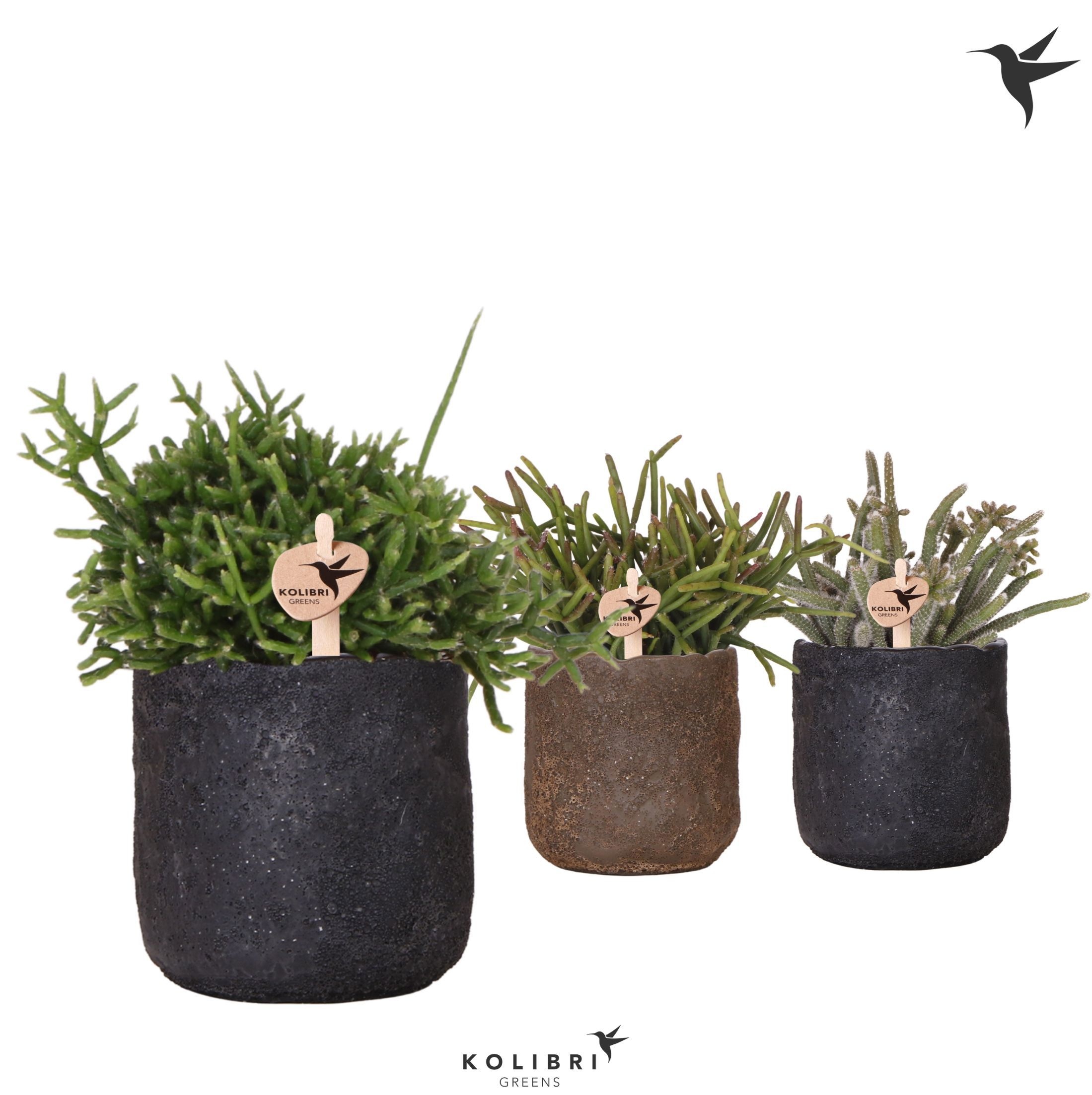 Kolibri Greens Rhipsalis mix in Moon pot mix, D 9