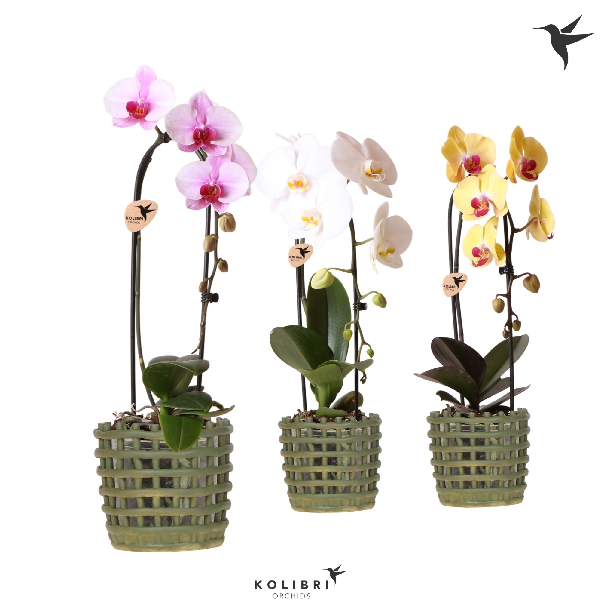 Kolibri Orchids Cascade Niagara Fall mix 1 spike in Mesh pot green, D 12