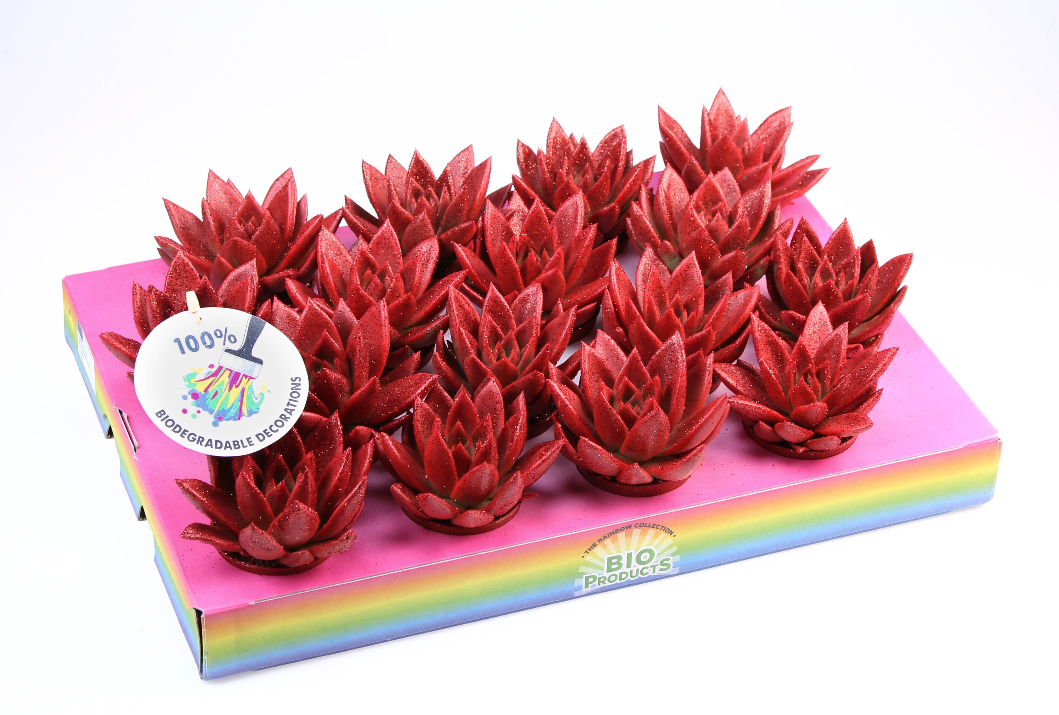 Bio miranda red glitter, D 6