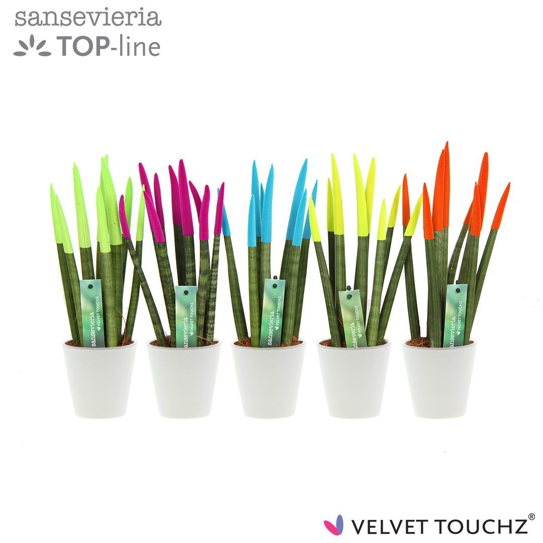 Sansevieria VELVET TOUCHZ® Ibiza In keramiek R'dam Wit, D 8,5