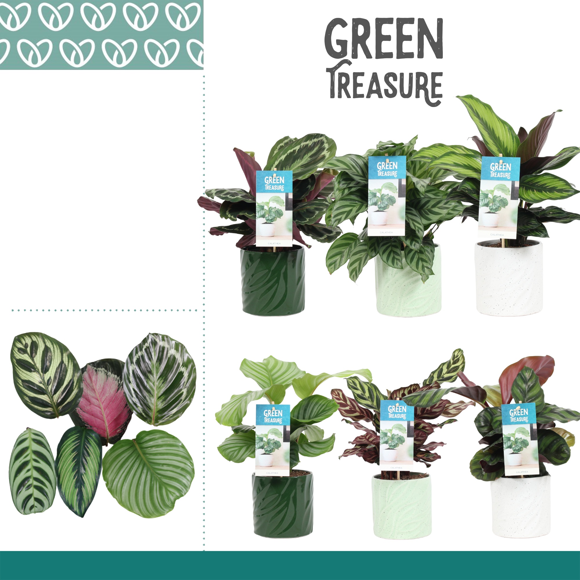 Calathea Mix in Ompot Yara, D 12