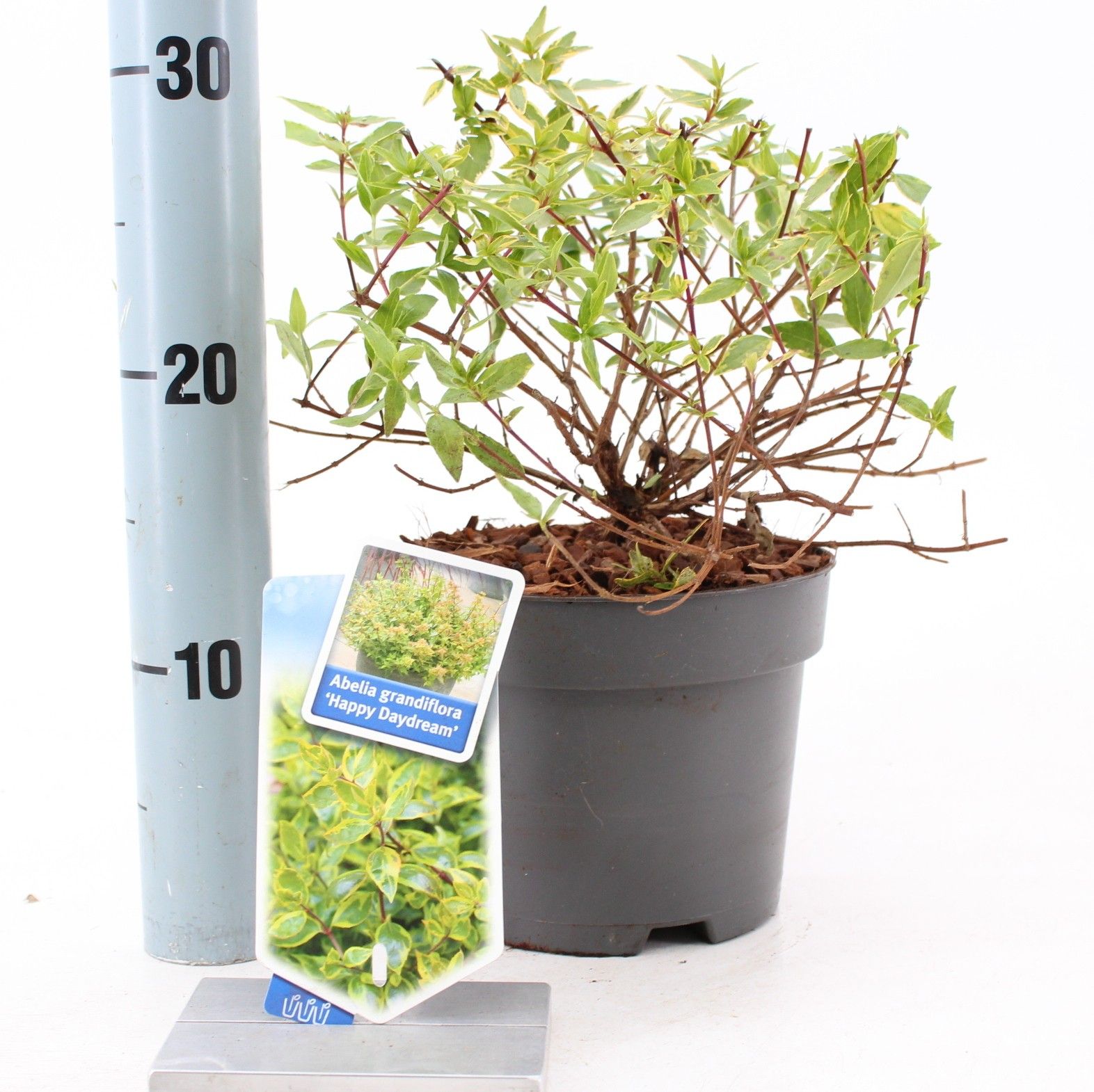 Abelia grandiflora 'Happy Daydream'® PBR, D 17