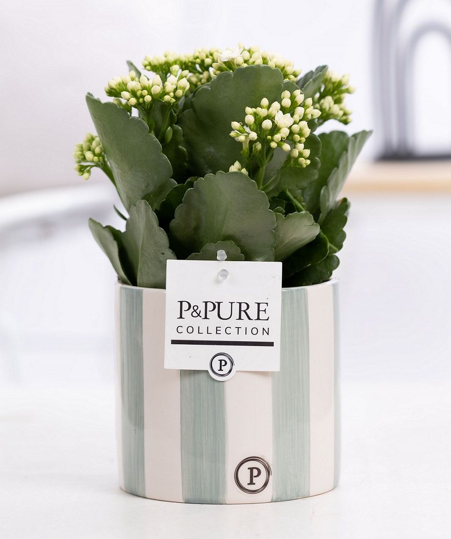 Kalanchoe white in P&PURE Eline 2 ceramics green, D 12