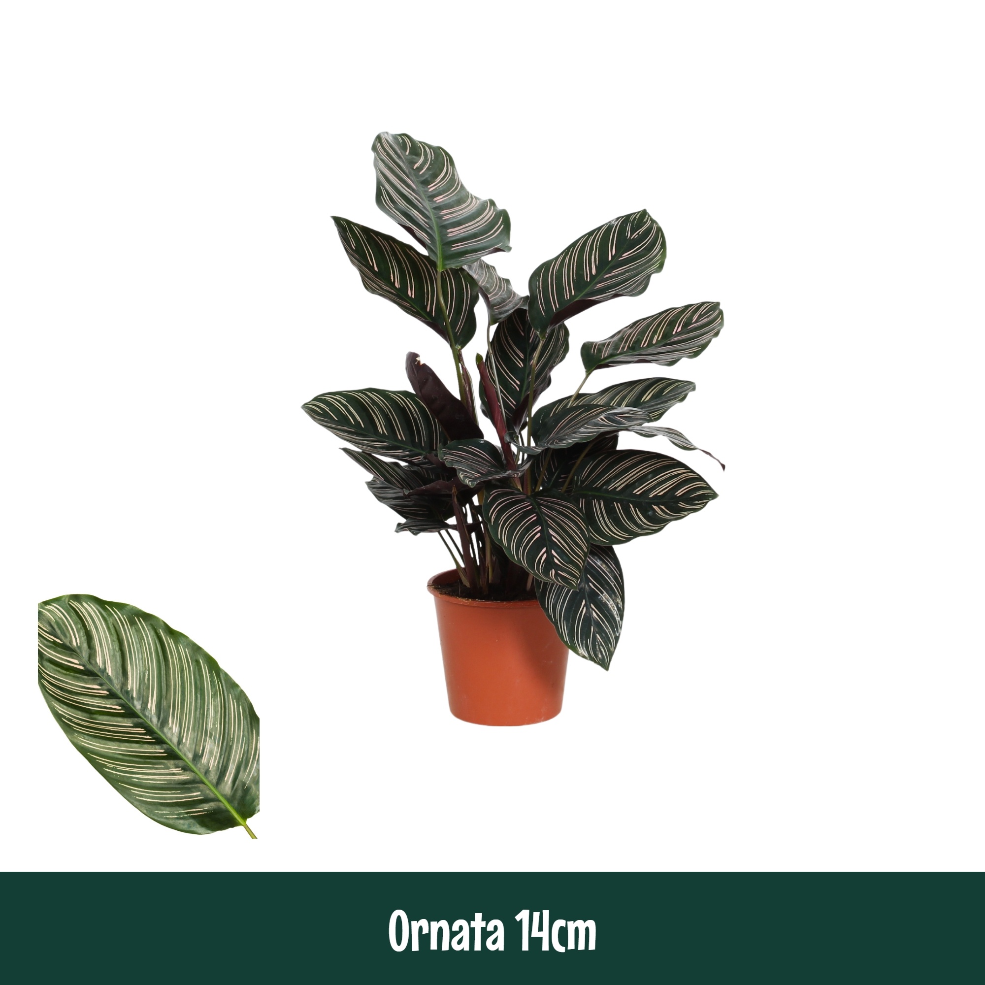 Calathea 14cm Ornata - Living, D 14