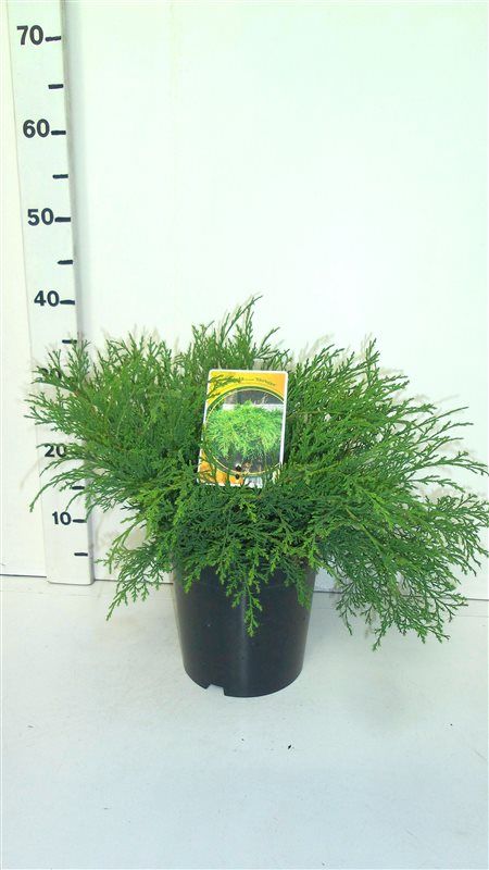 Microbiota decussata 'Sibirteppe', D 19