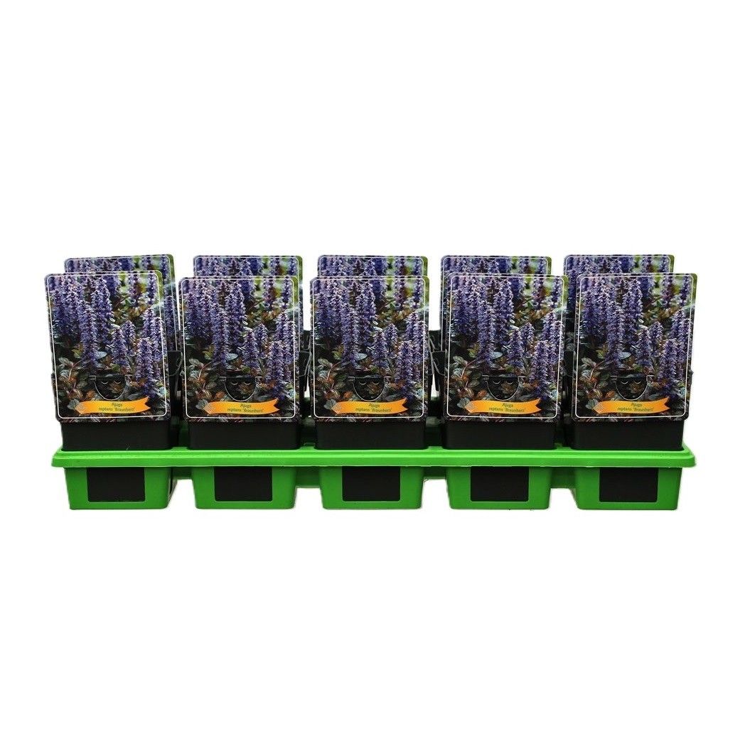 Ajuga reptans 'Braunherz' P11, D 11