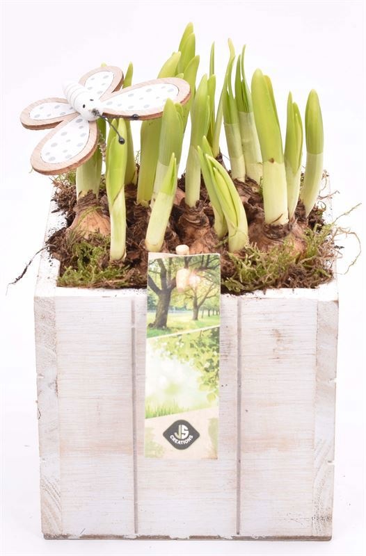 Hout box white wash 12.5x12.5cm, D 13