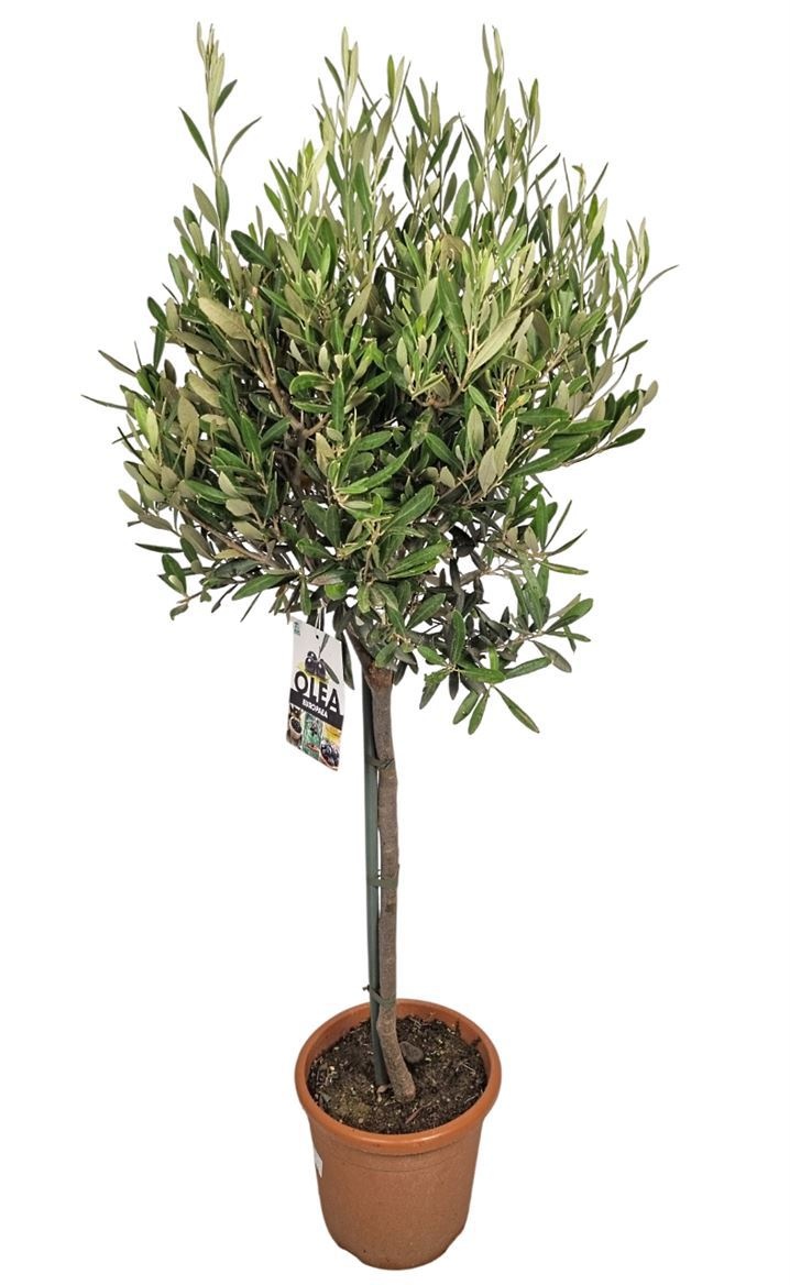 Olea Europaea Stem - 1241, D 21